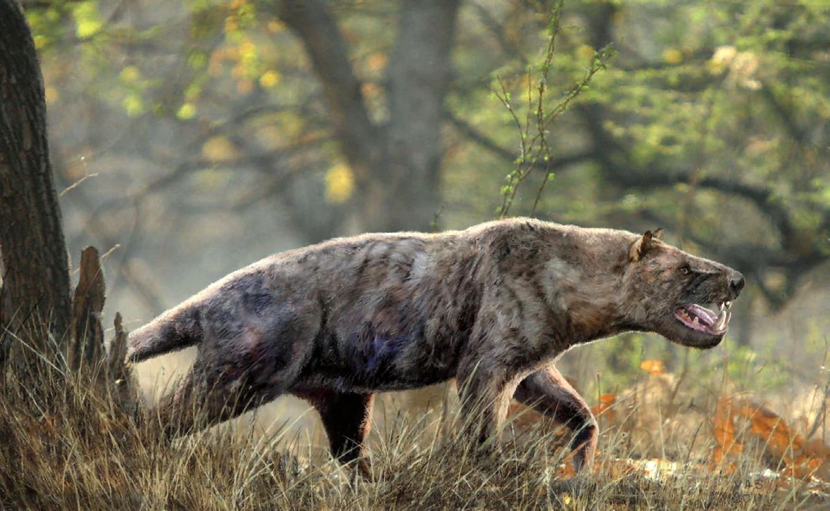 proborhyaena