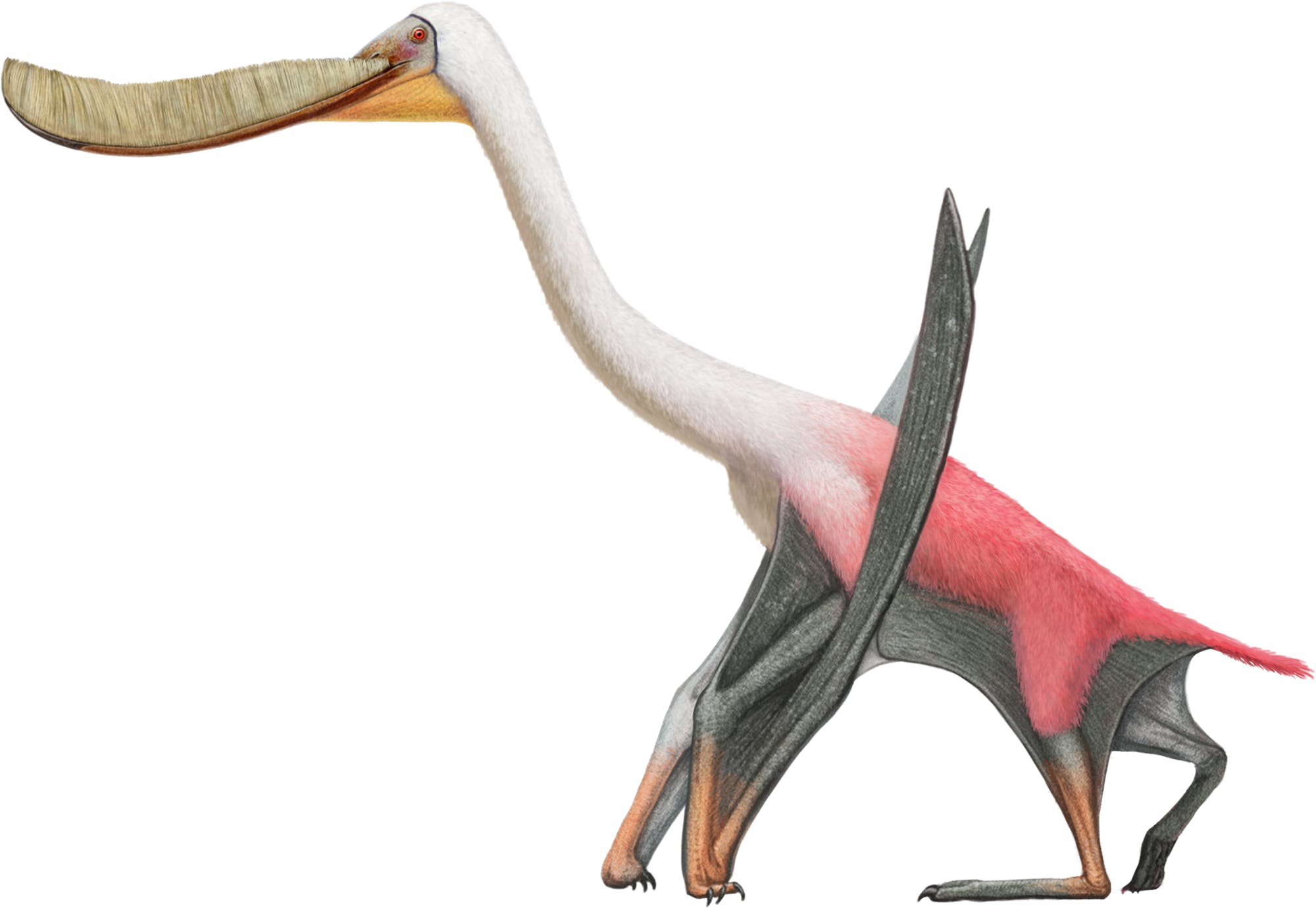 pterodaustro1