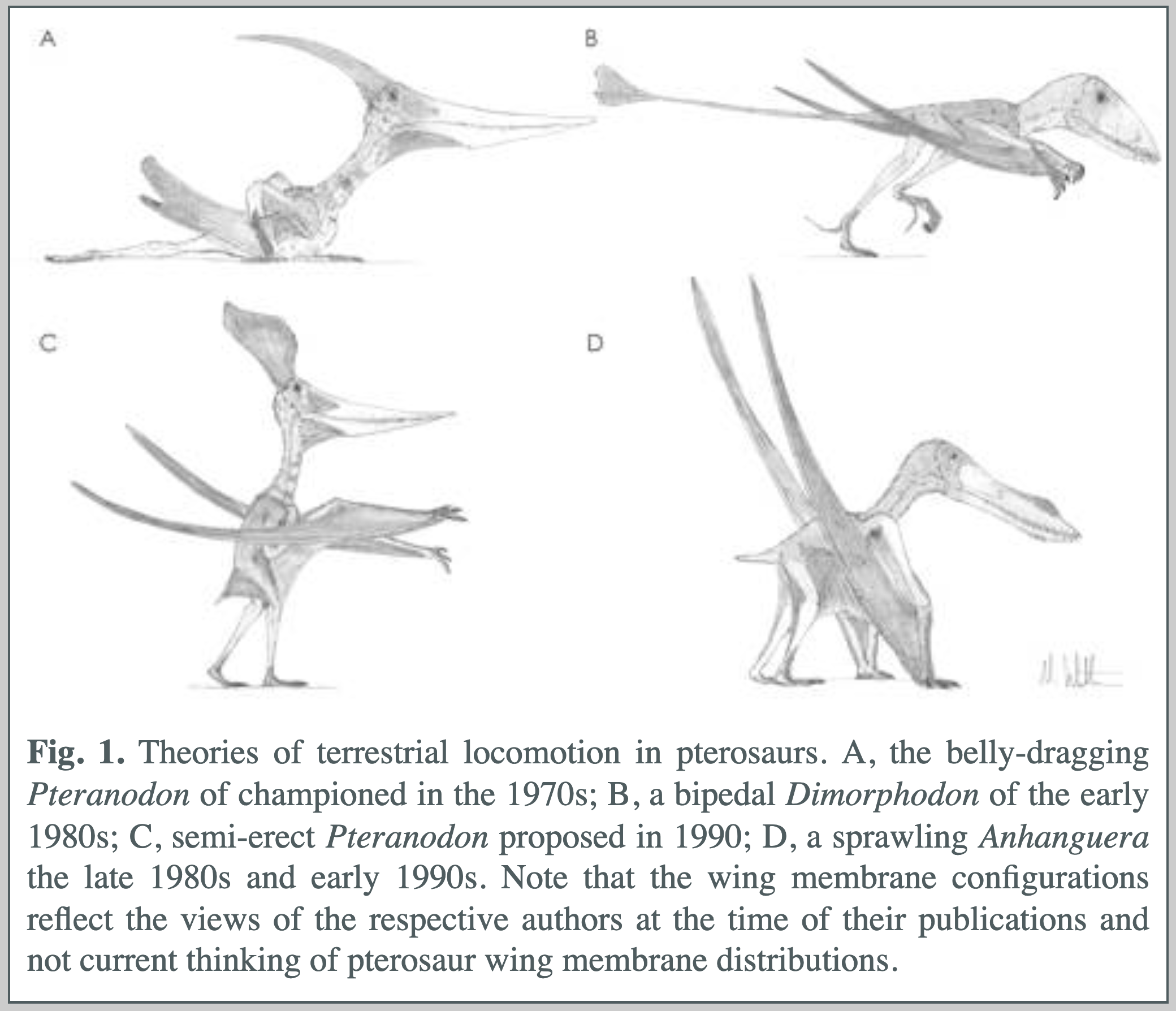 pterosaur-modes