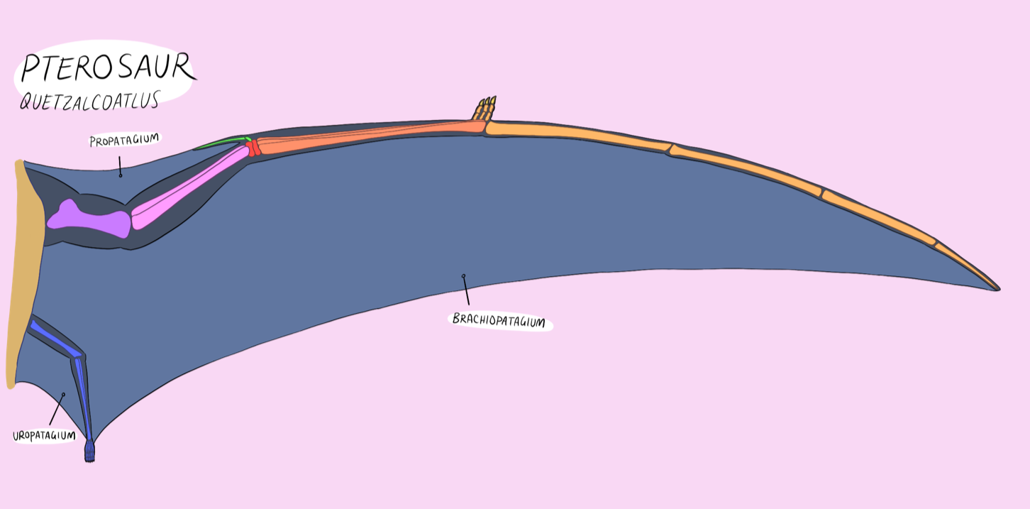 Pterosaur wing appearance when quadrupedal