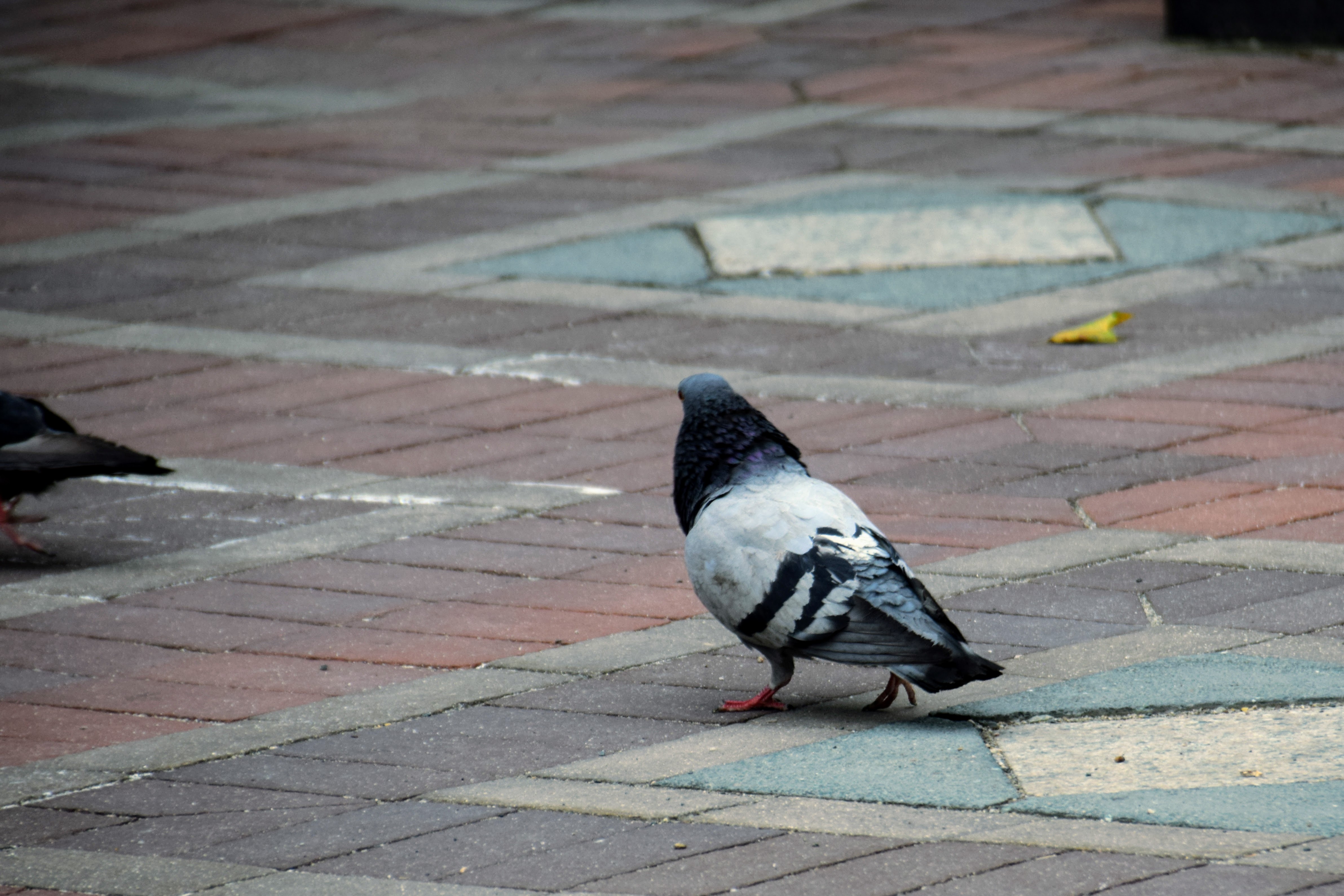 pigeon2