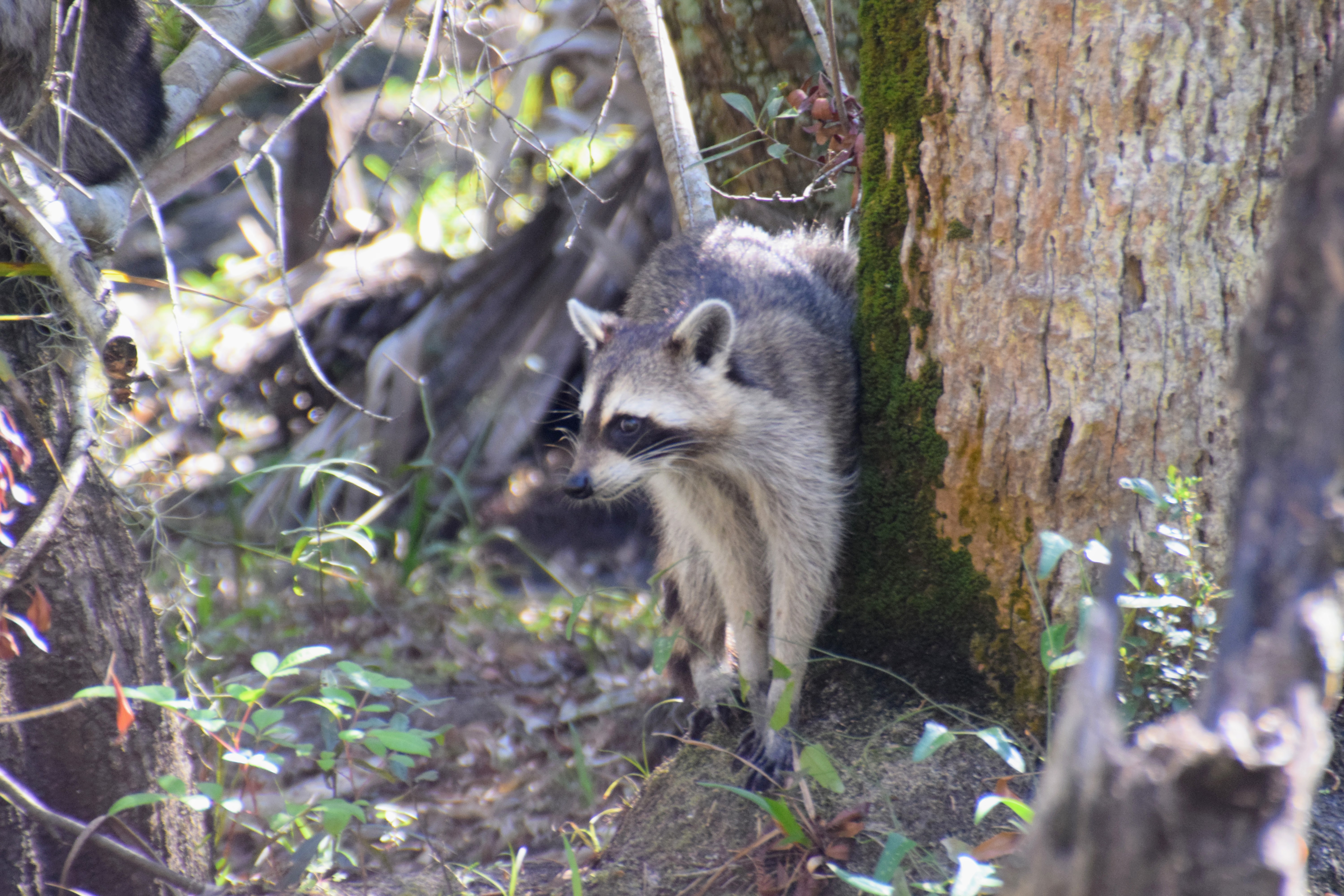 raccoon