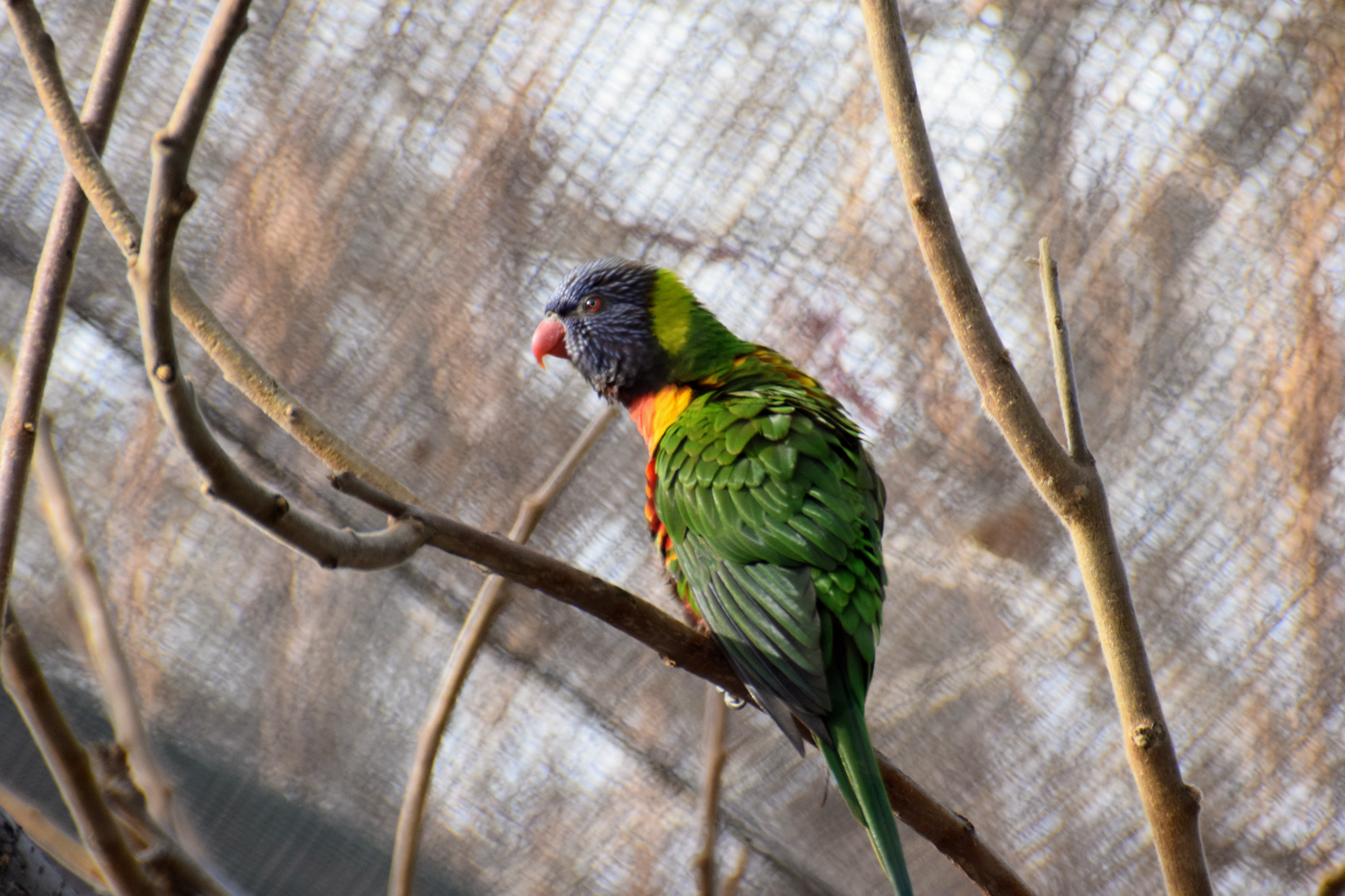 rainbow-lorikeet