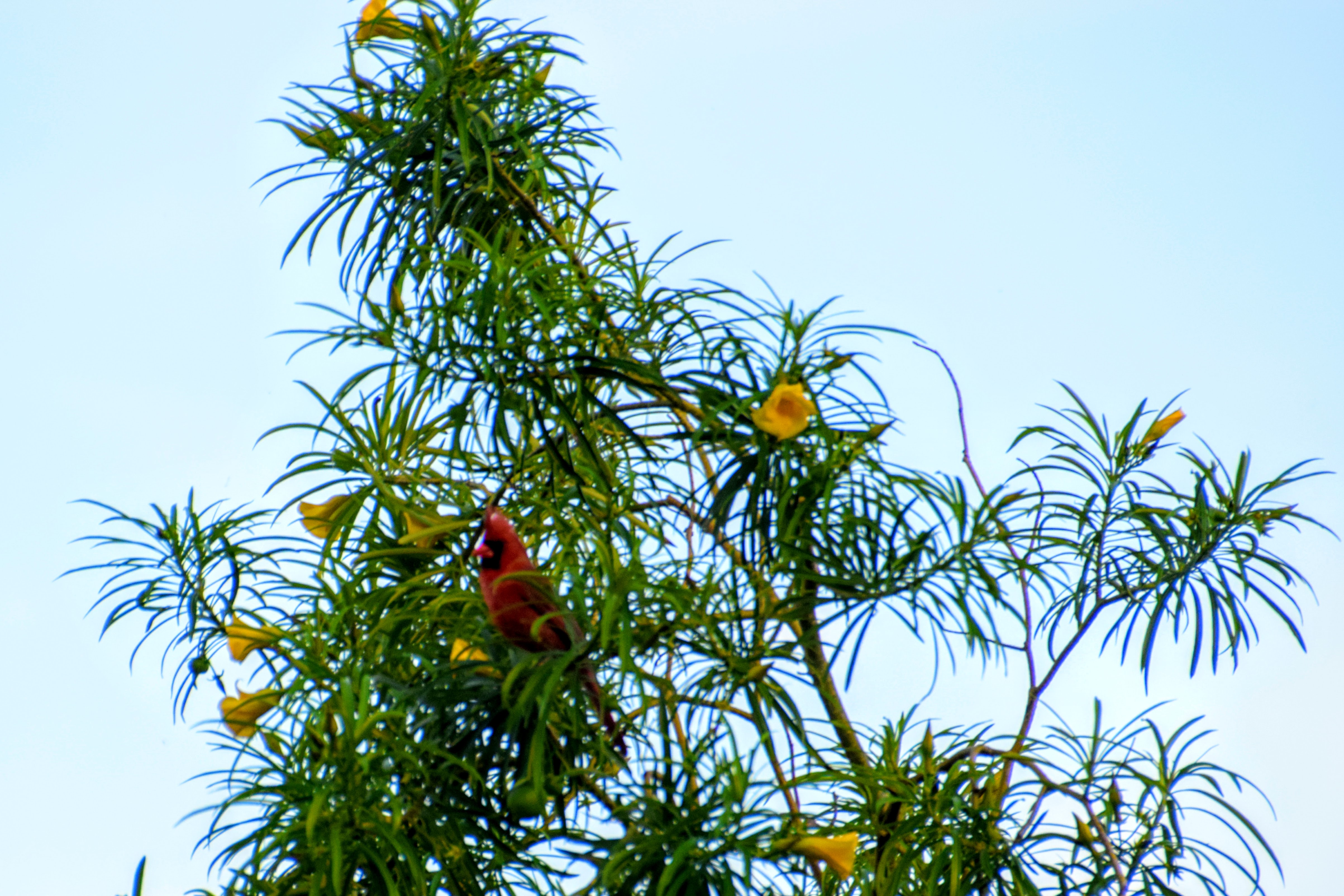 red-cardinal