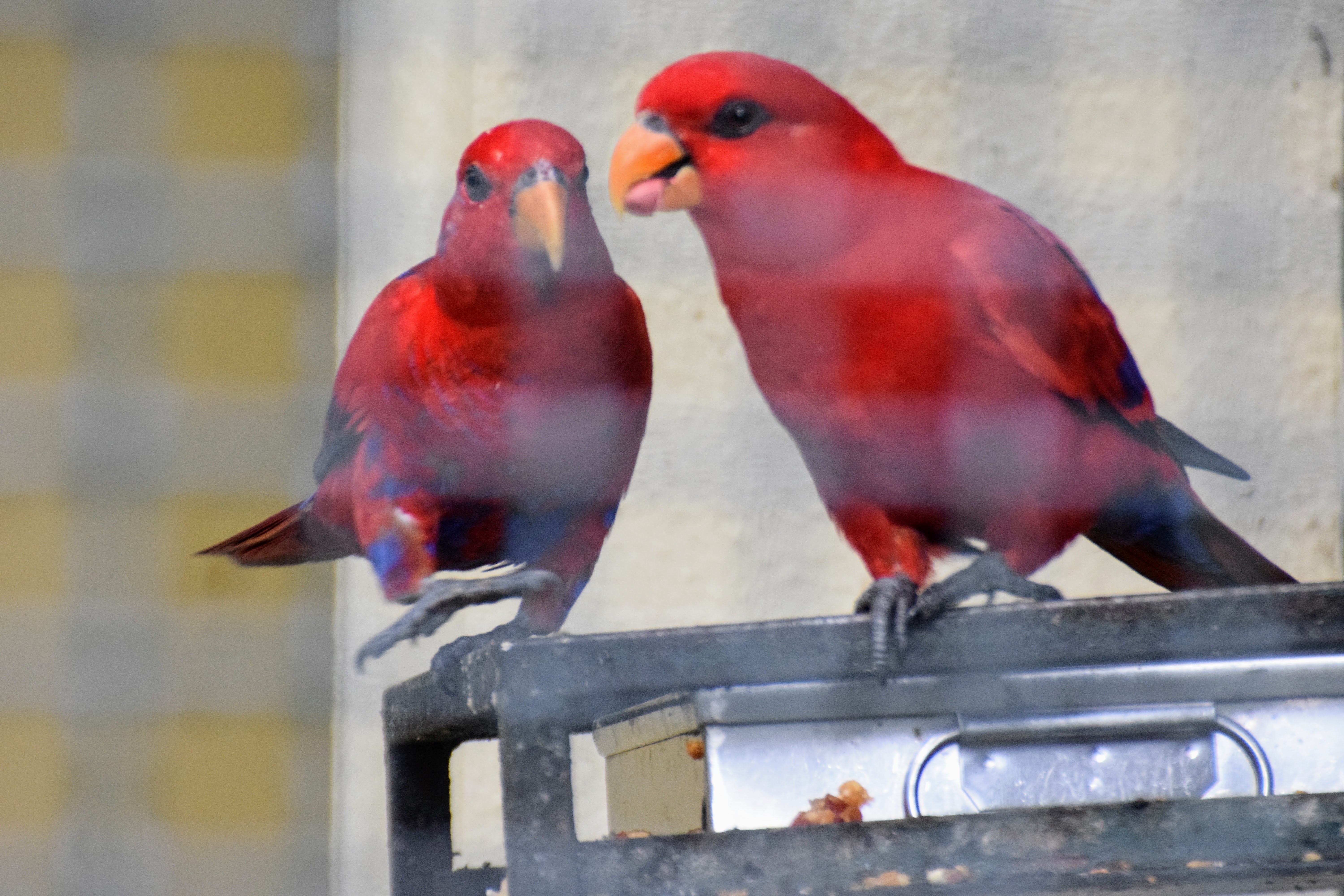 red-lory