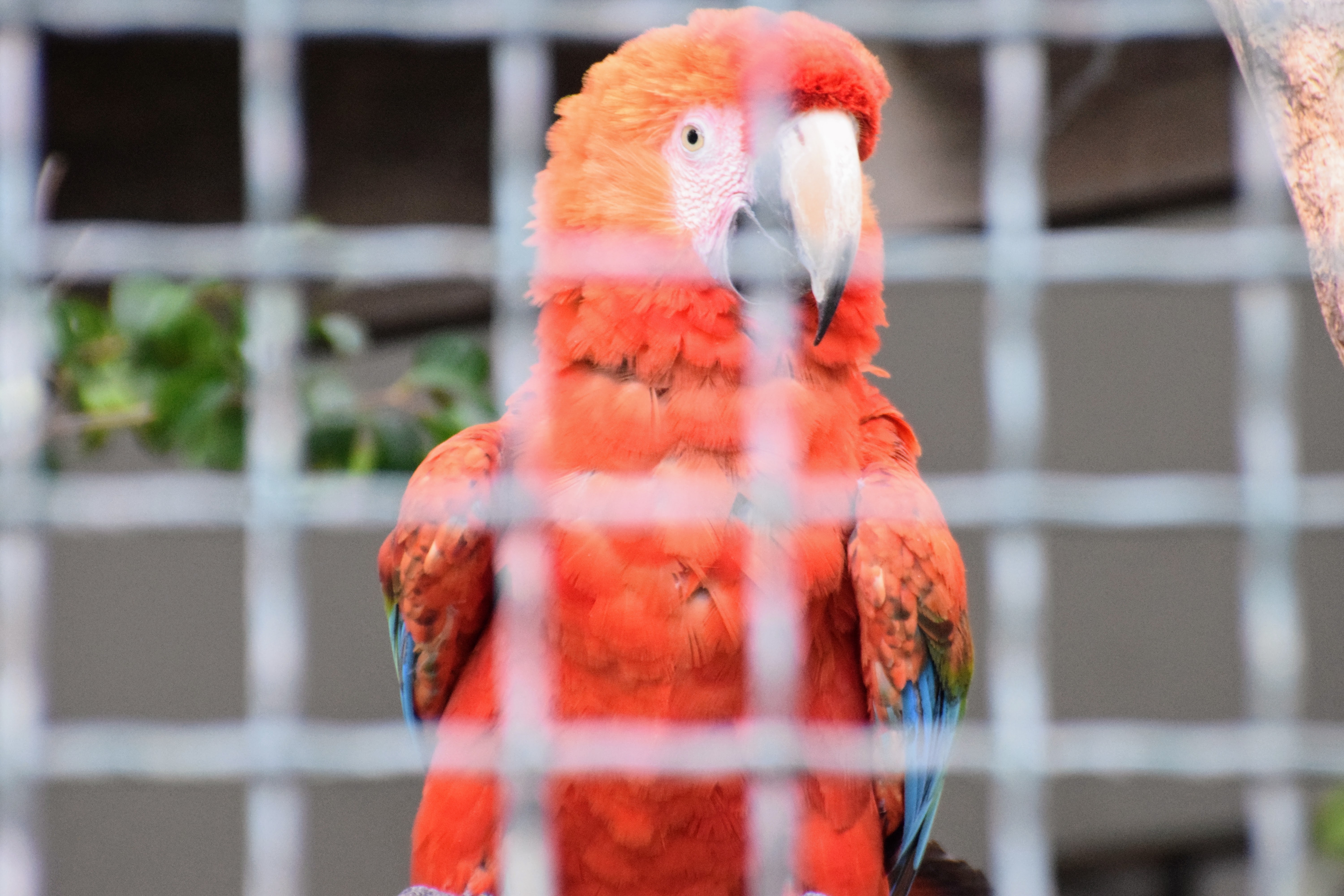 red-macaw