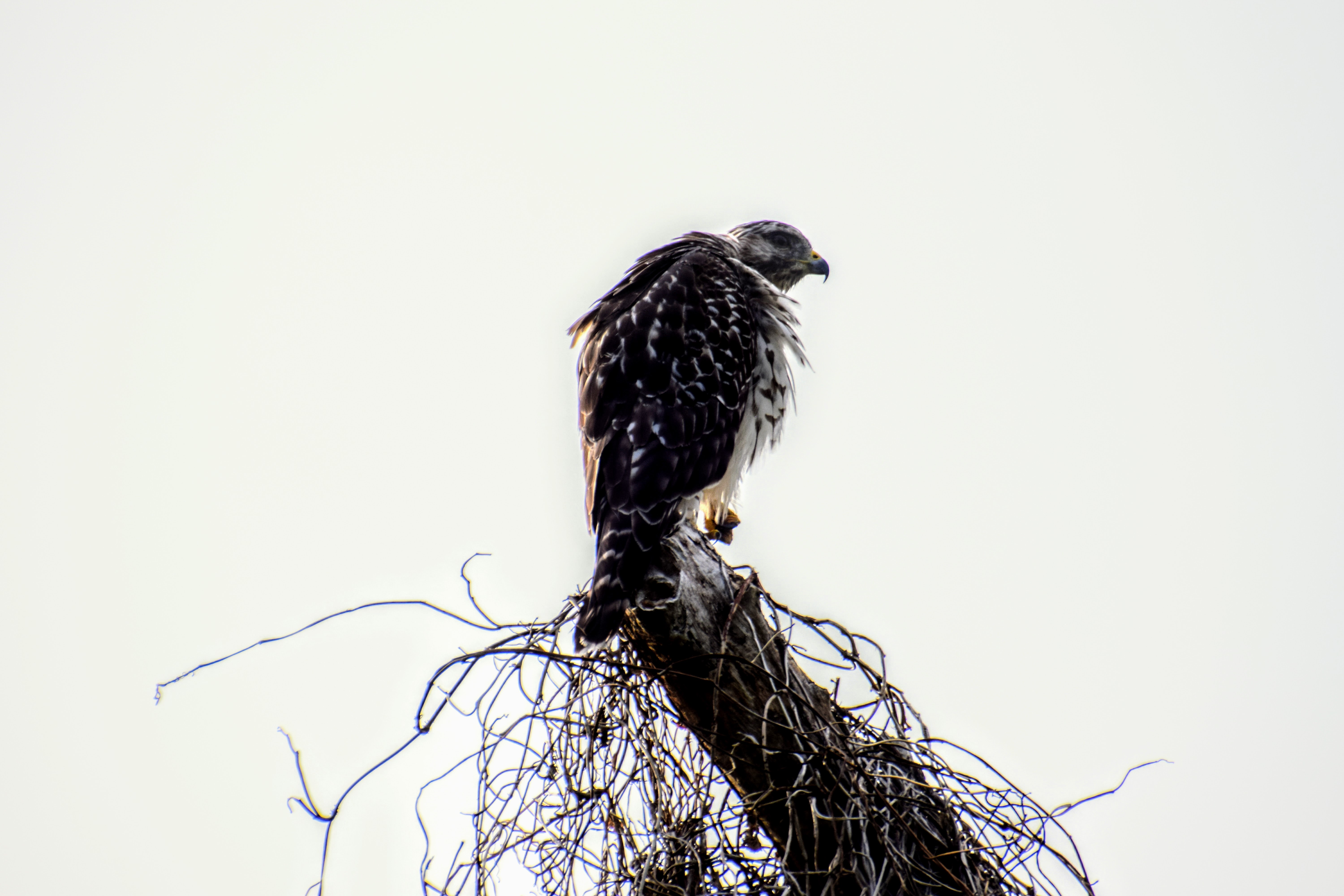 red-shouldered