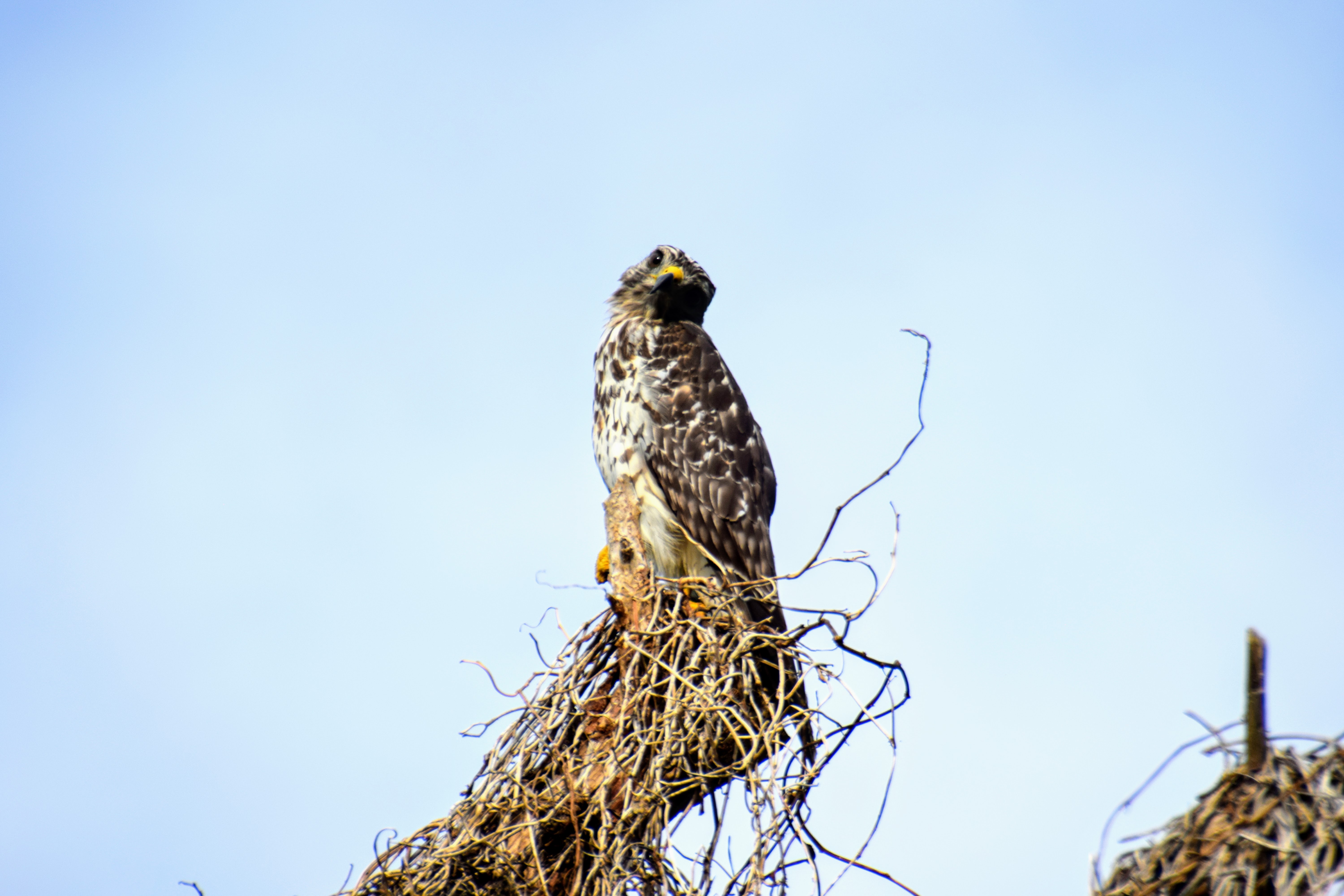 red-shouldered2