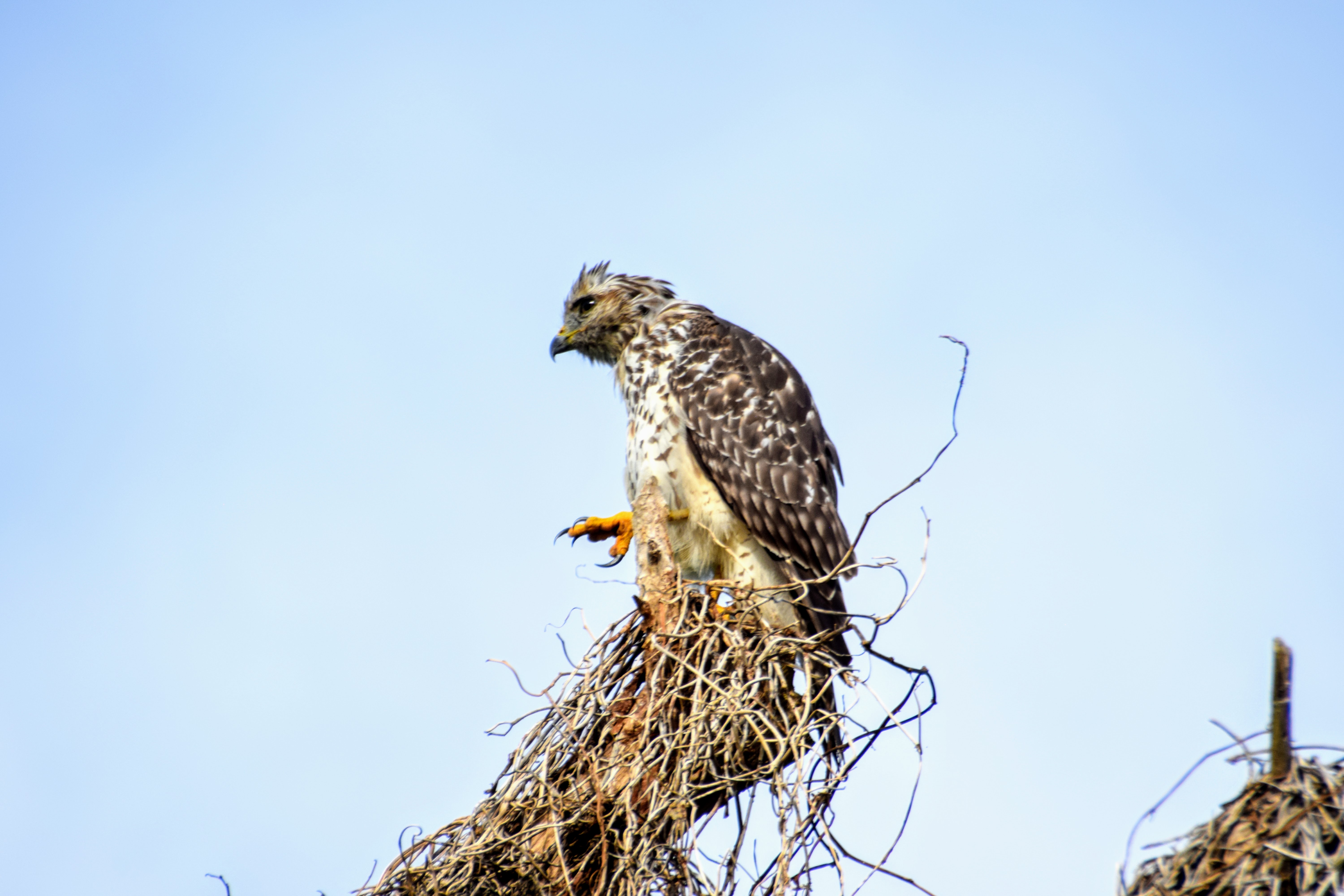 red-shouldered3