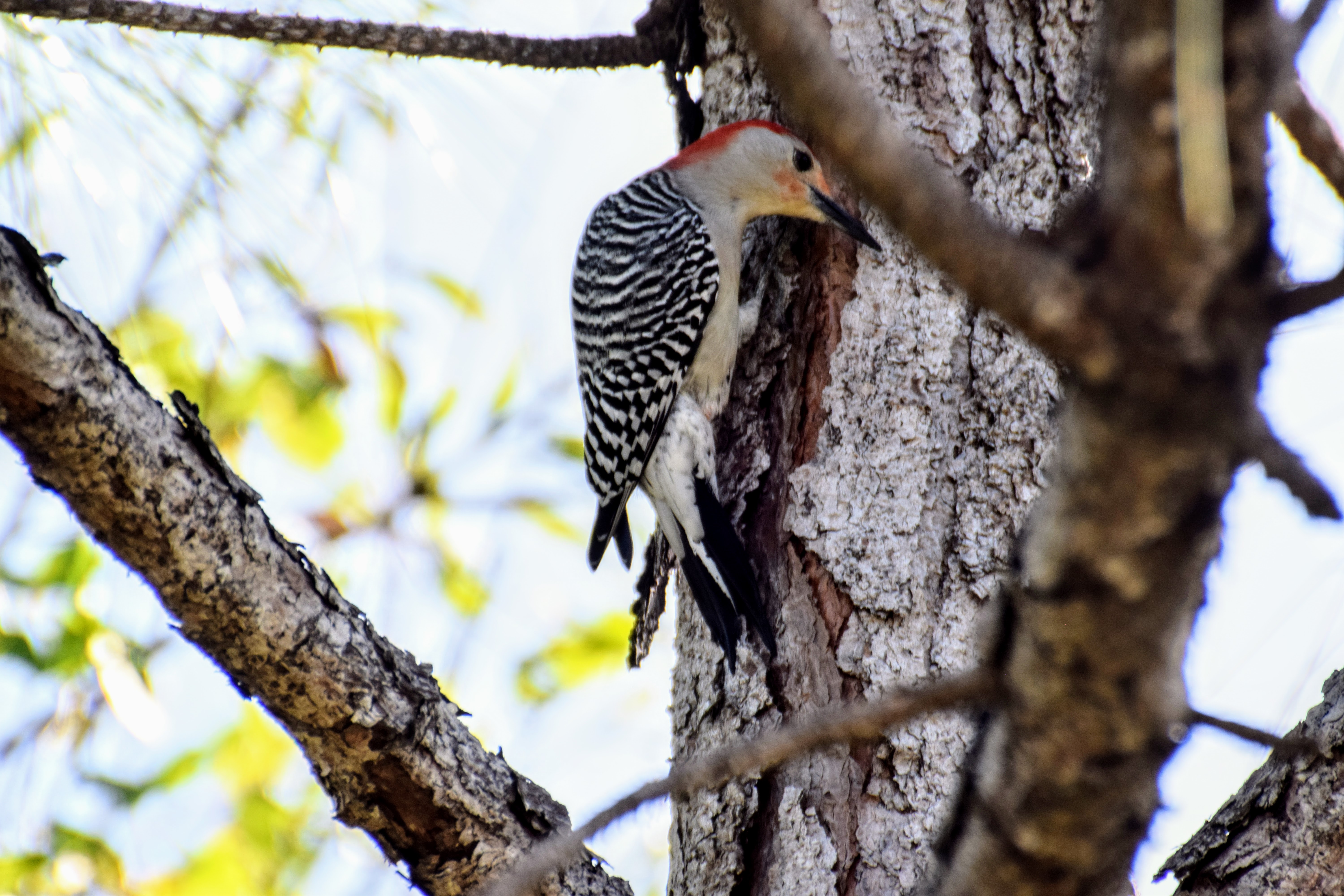 redbellied2
