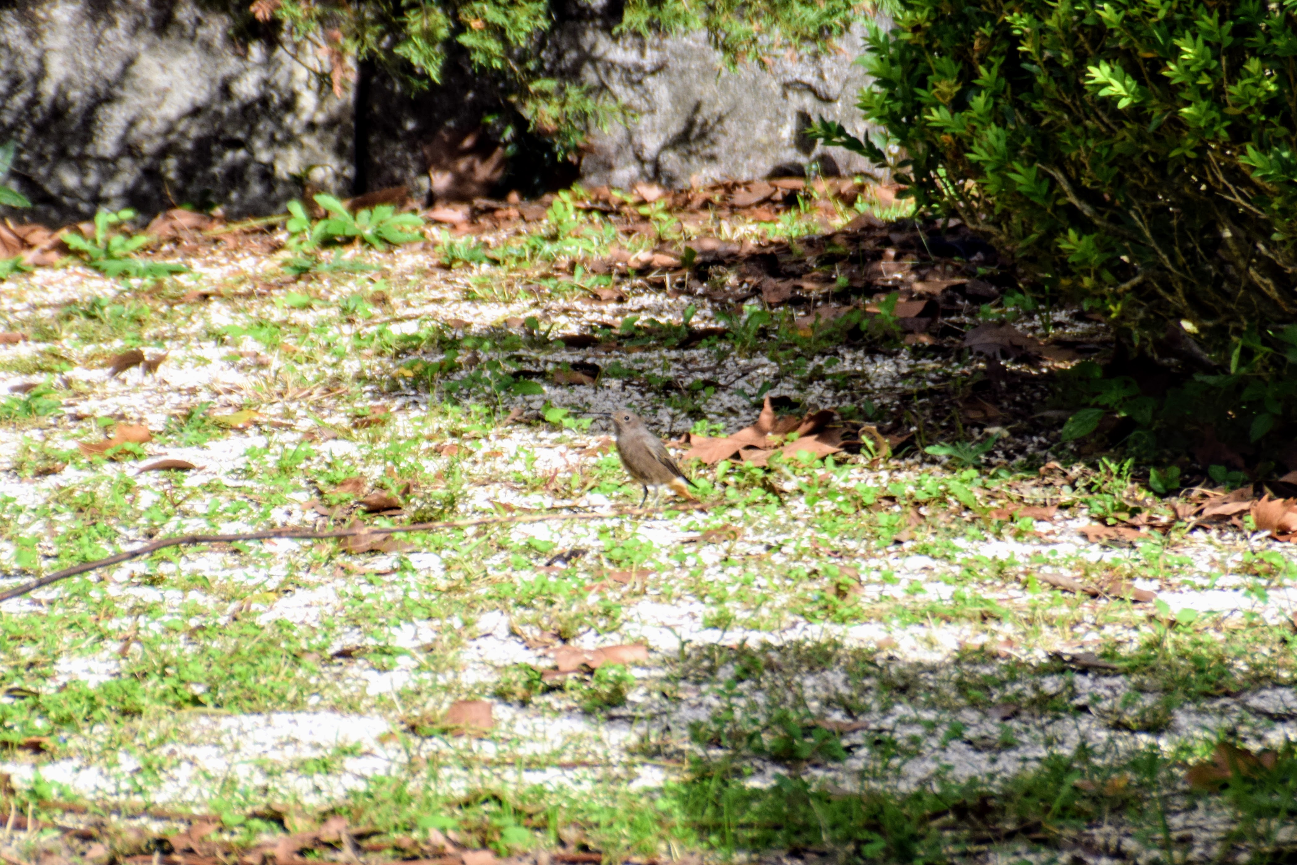 redstart