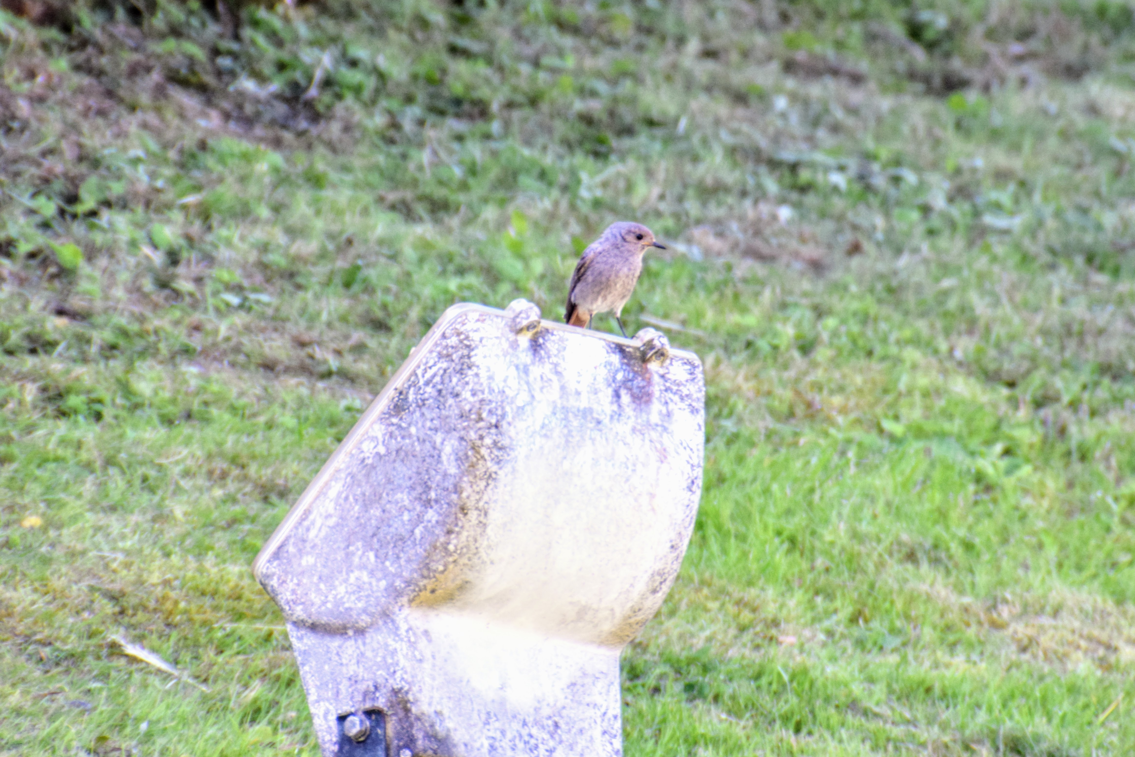 redstart