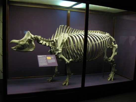 rhino-skeleton