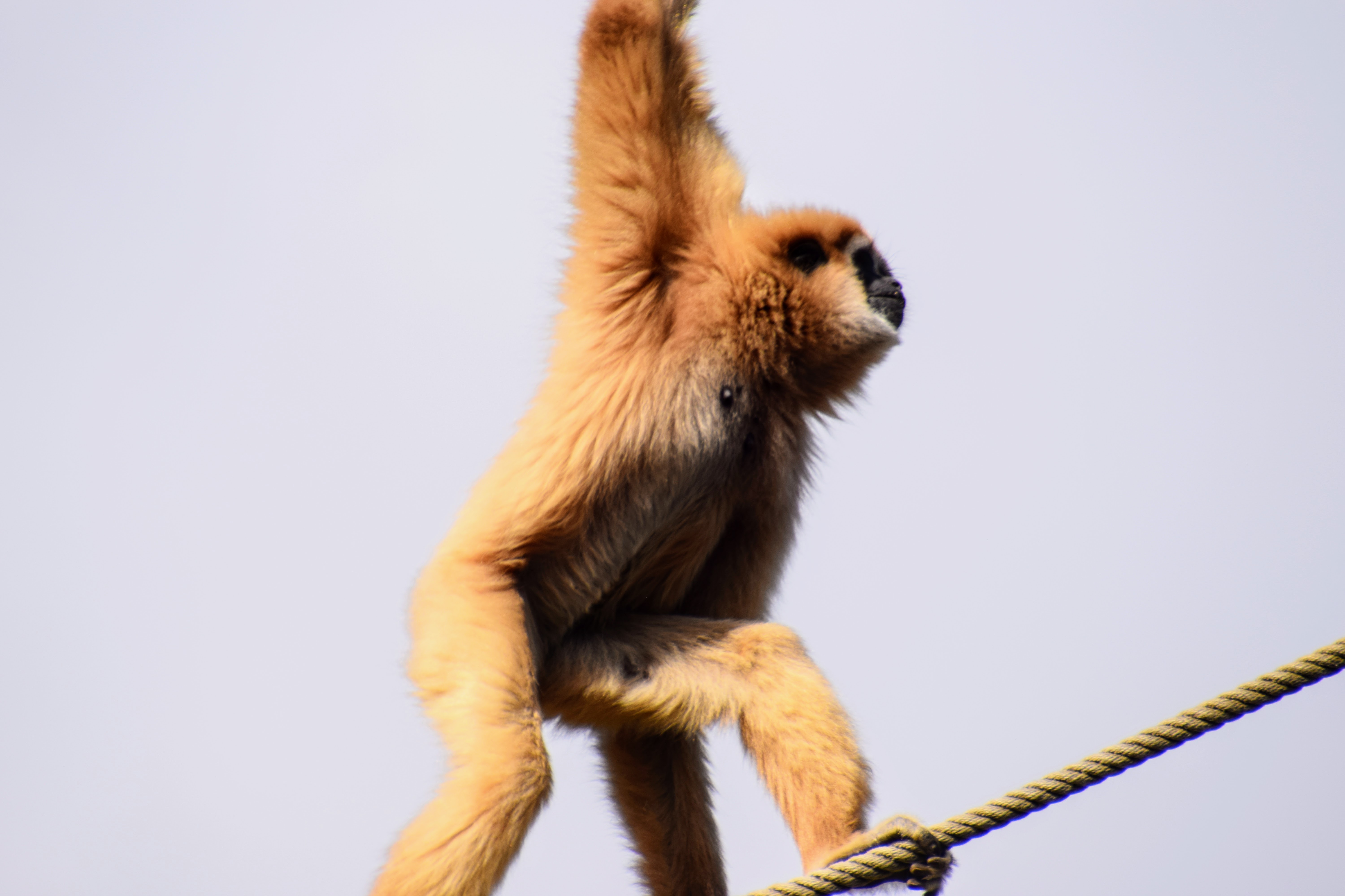 gibbon2