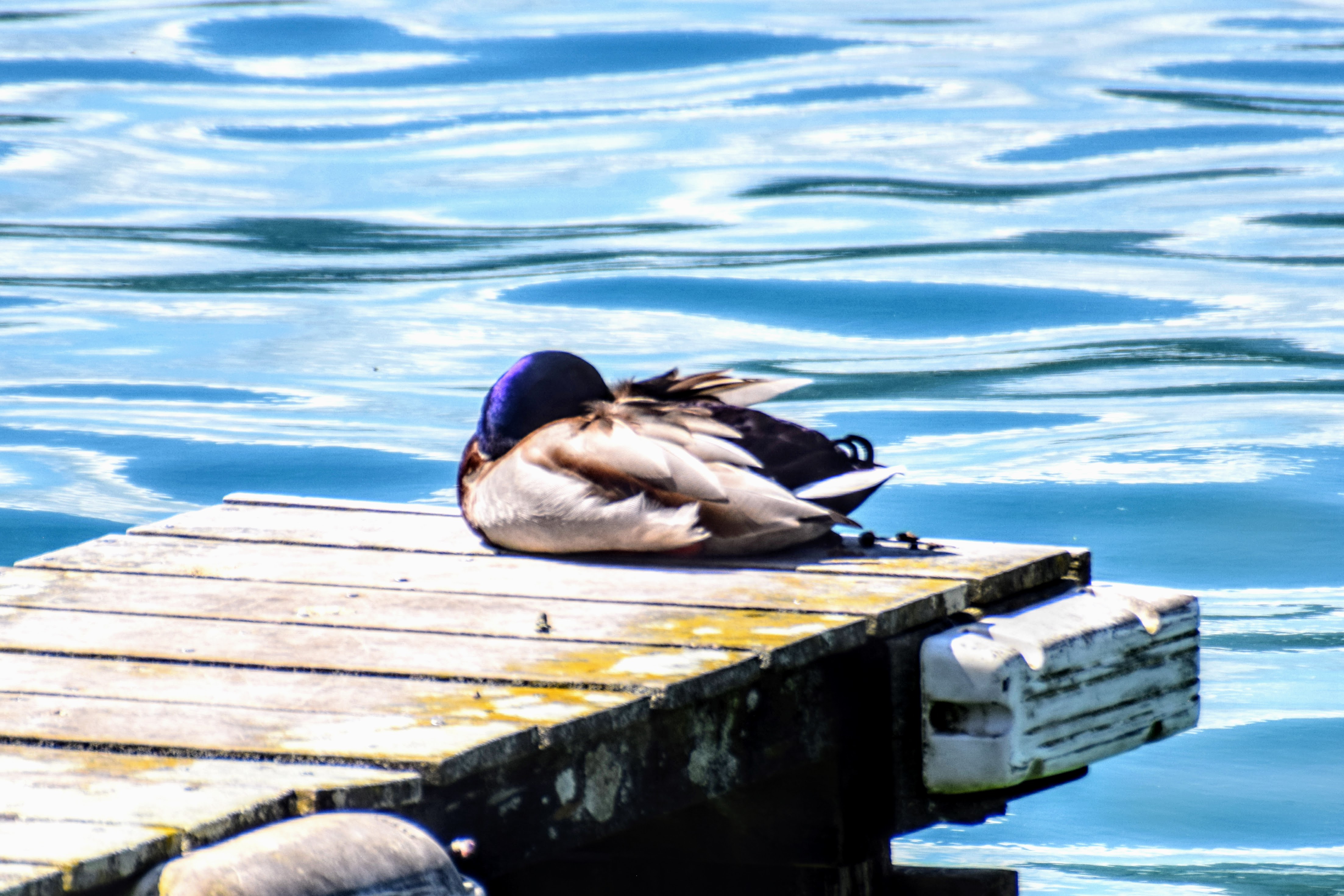 mallard