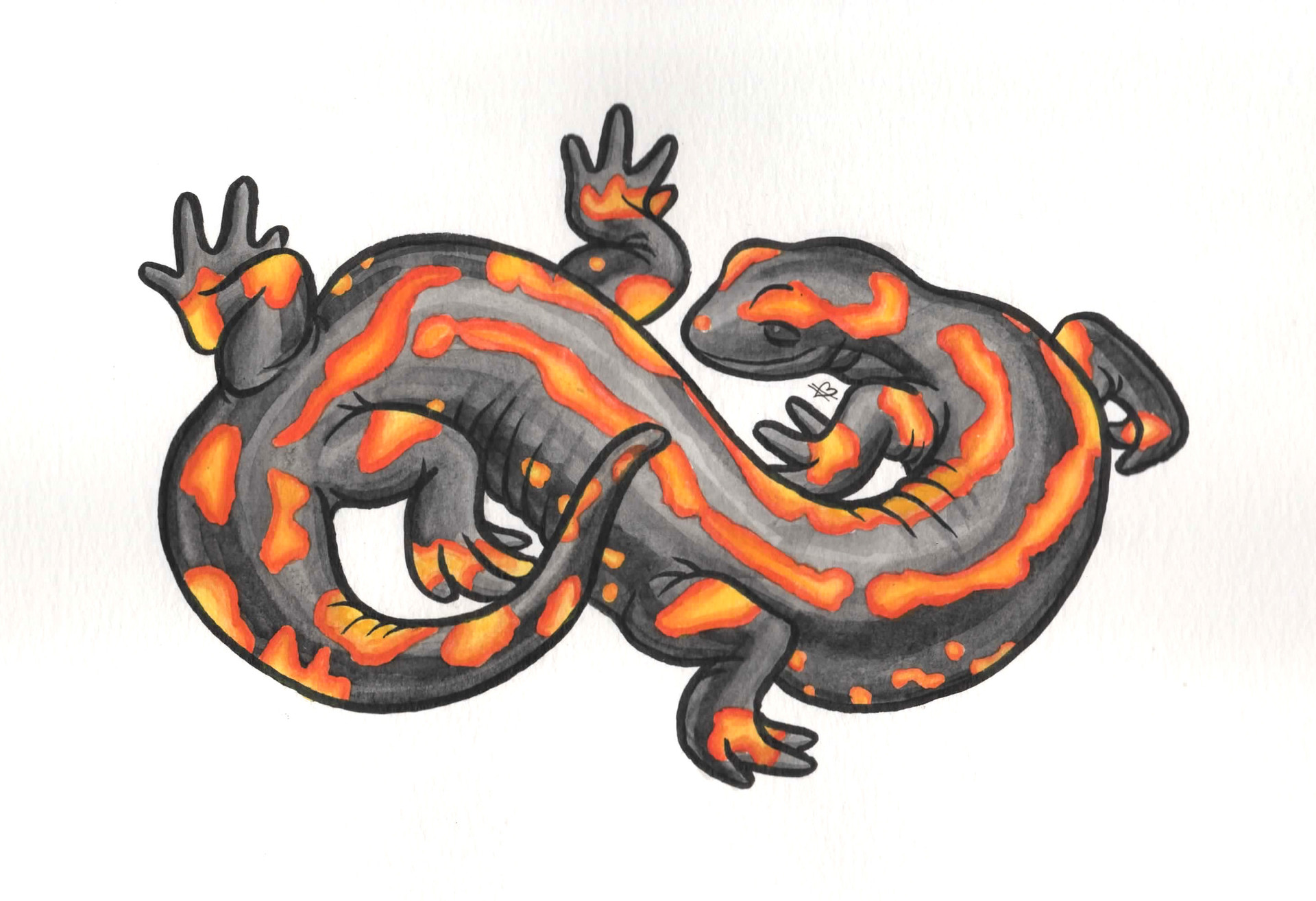 salamander