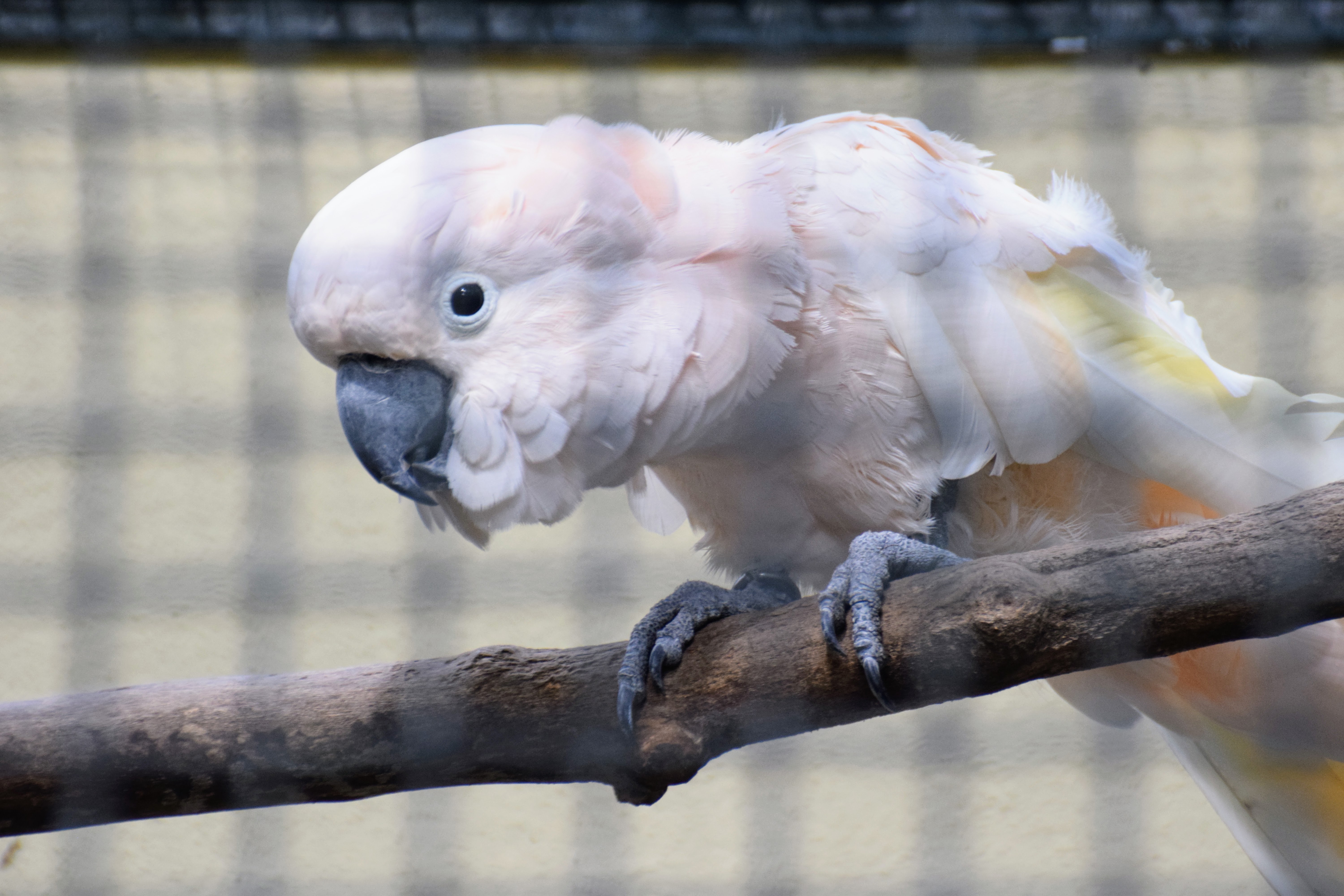 salmon-cockatoo