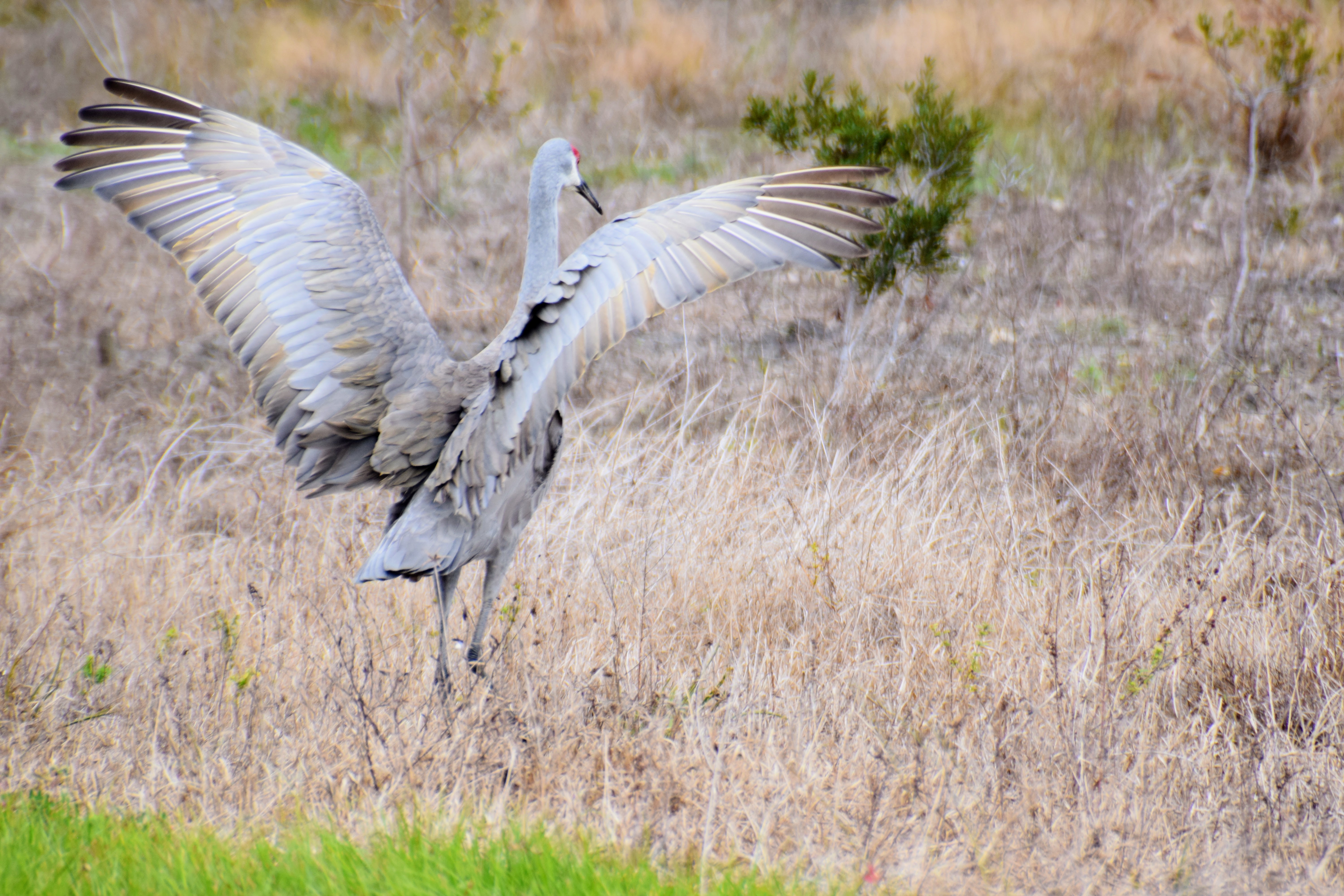 sandhill