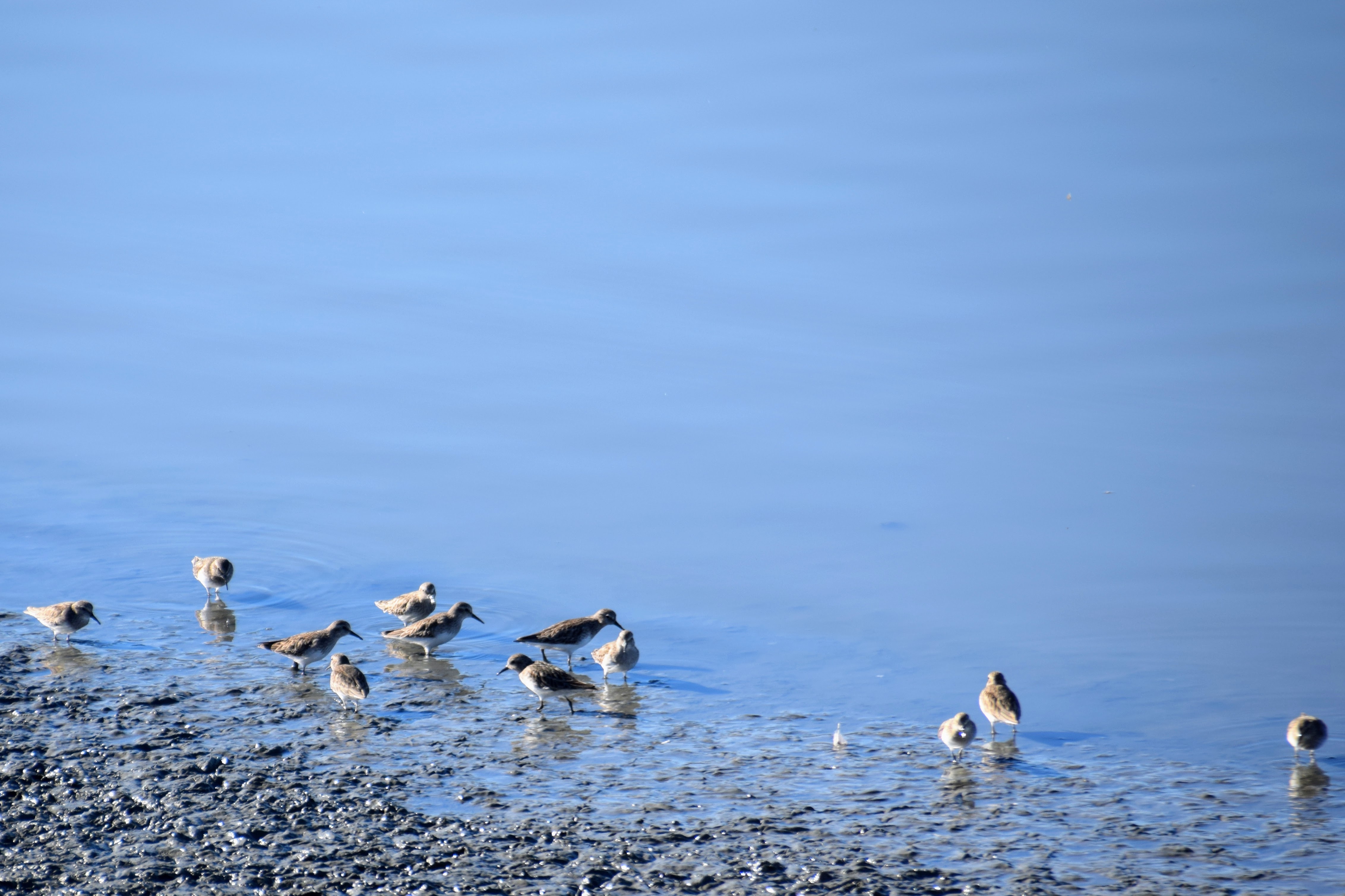 sandpipers