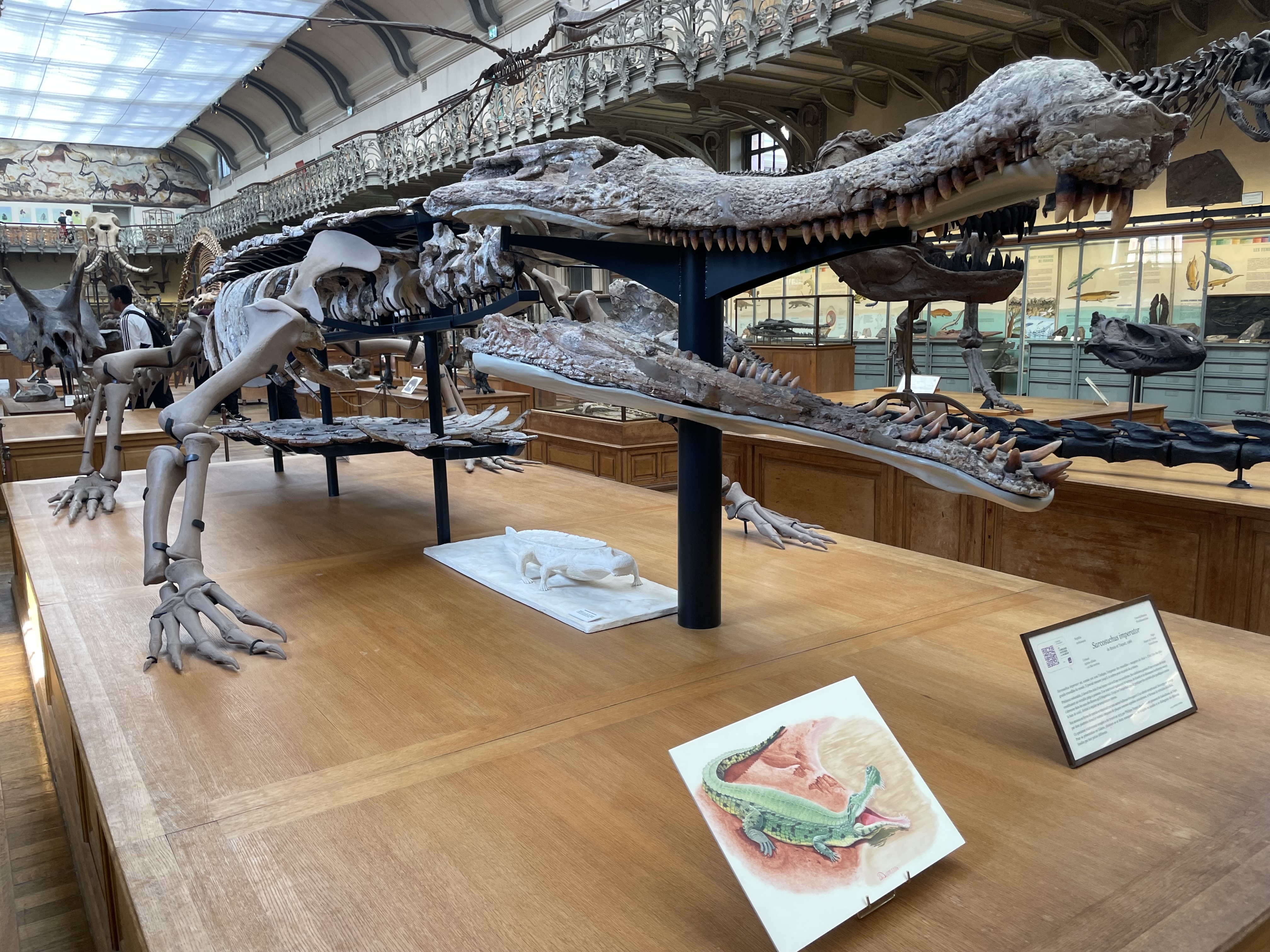 sarcosuchus