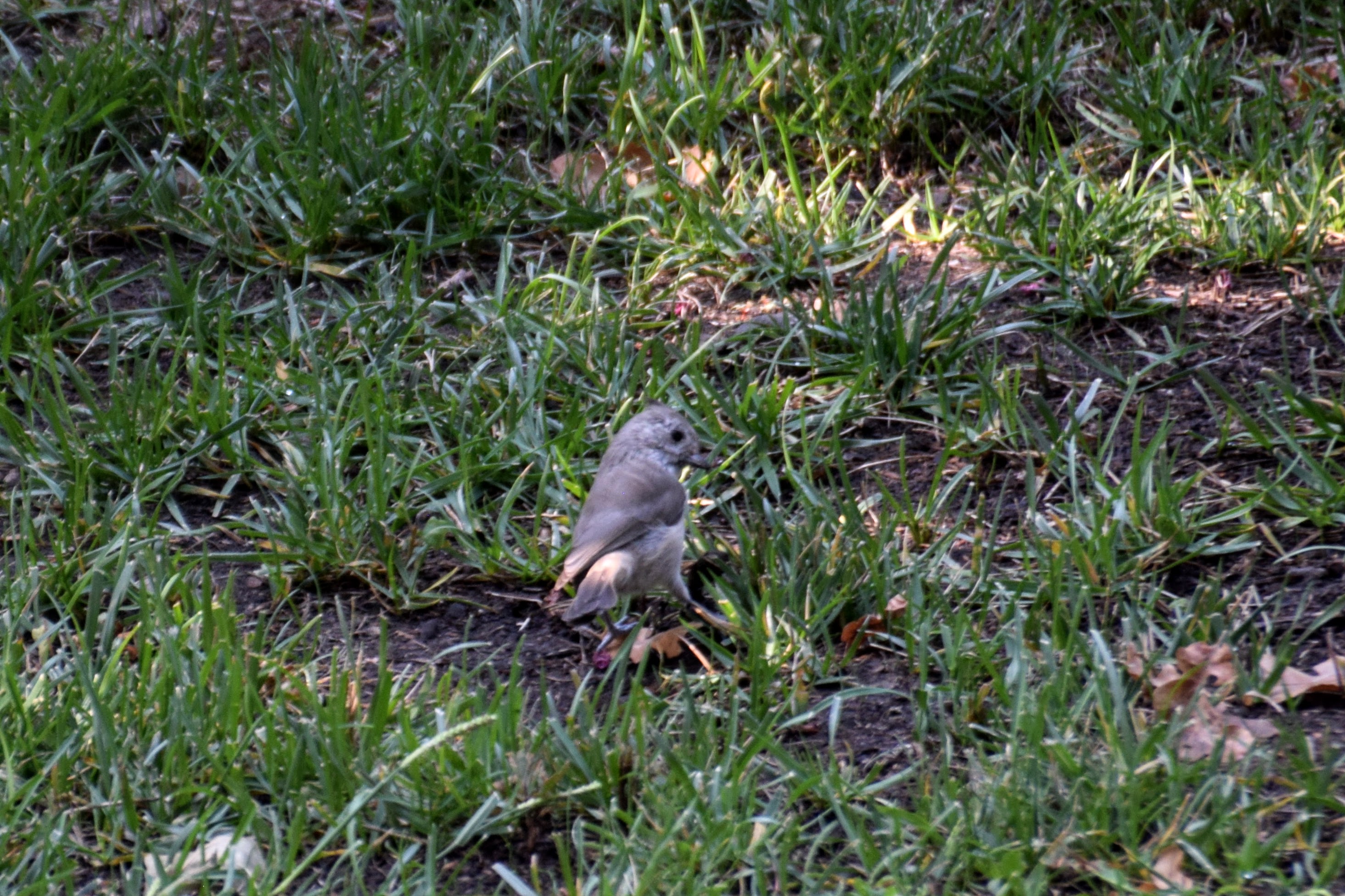 titmouse