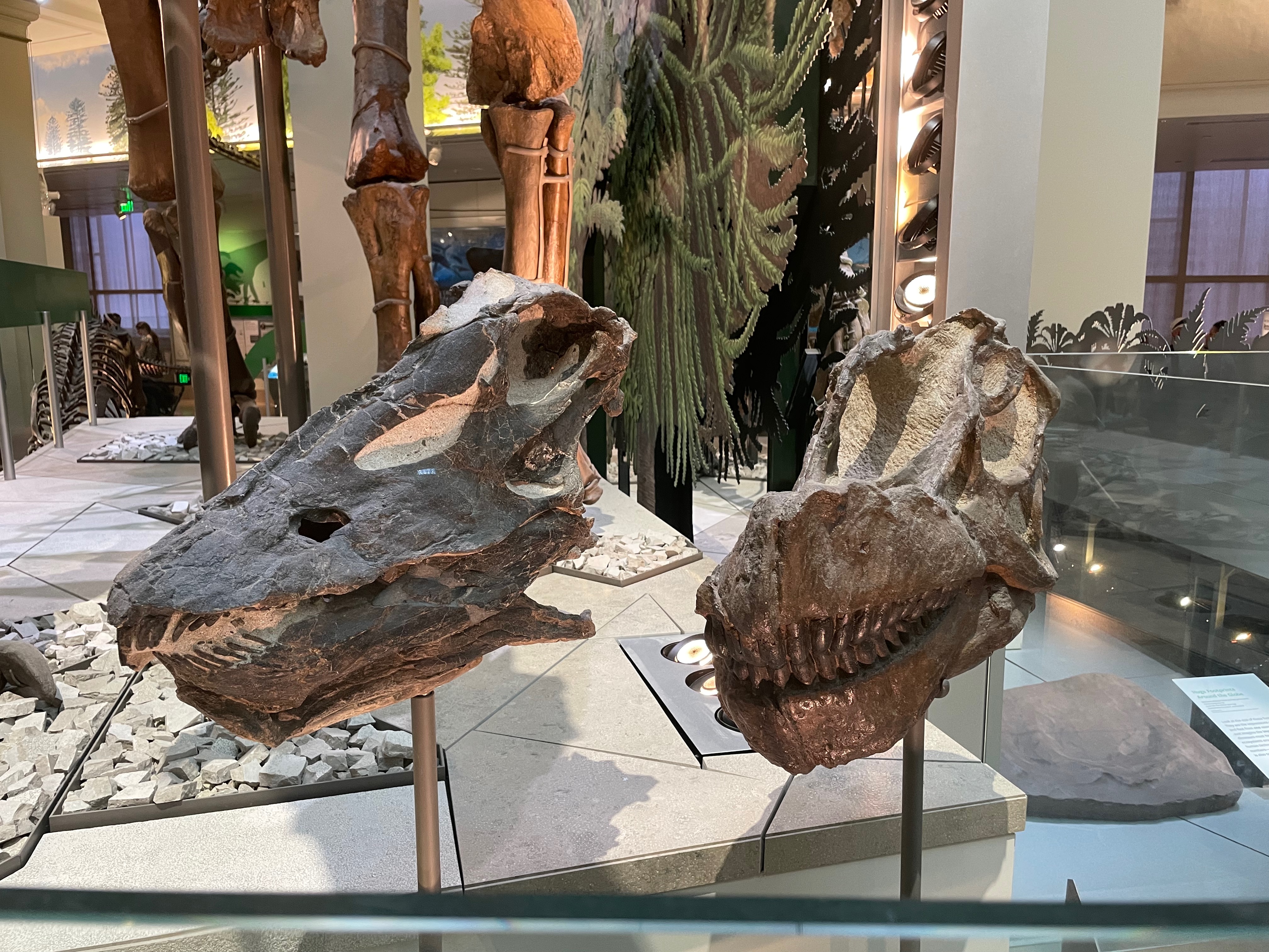 sauropod-heads