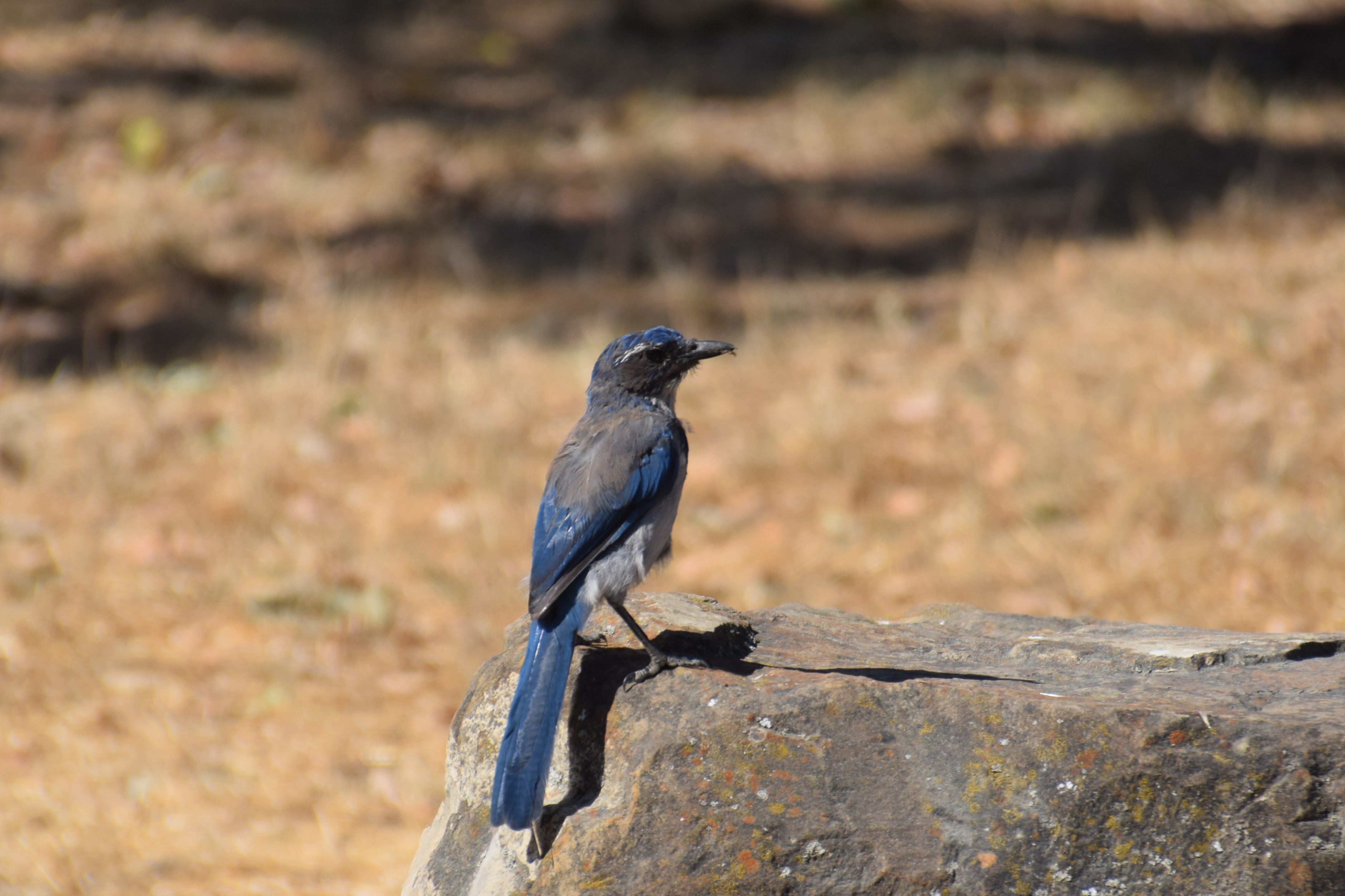 scrub jay