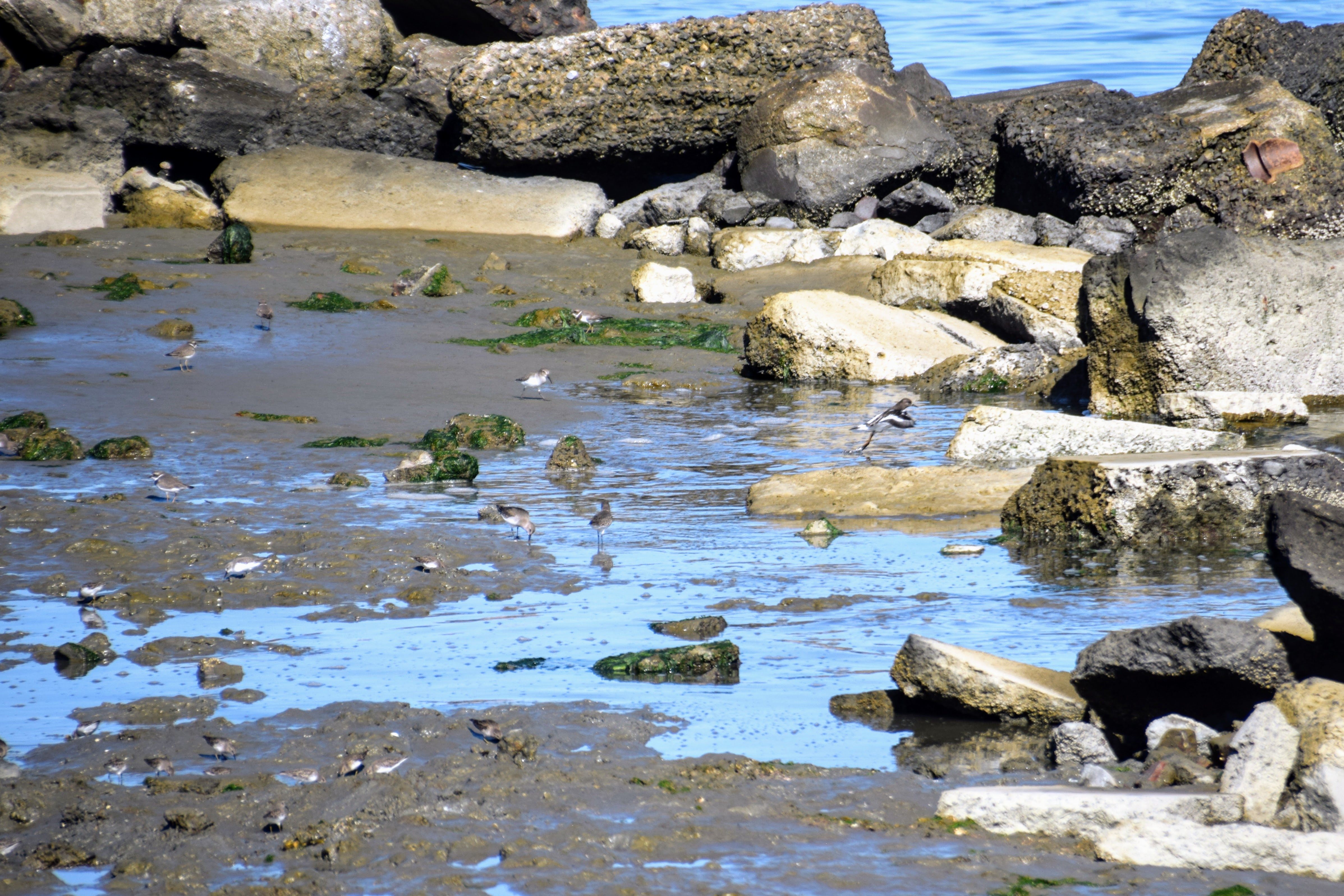 shorebird-diversity