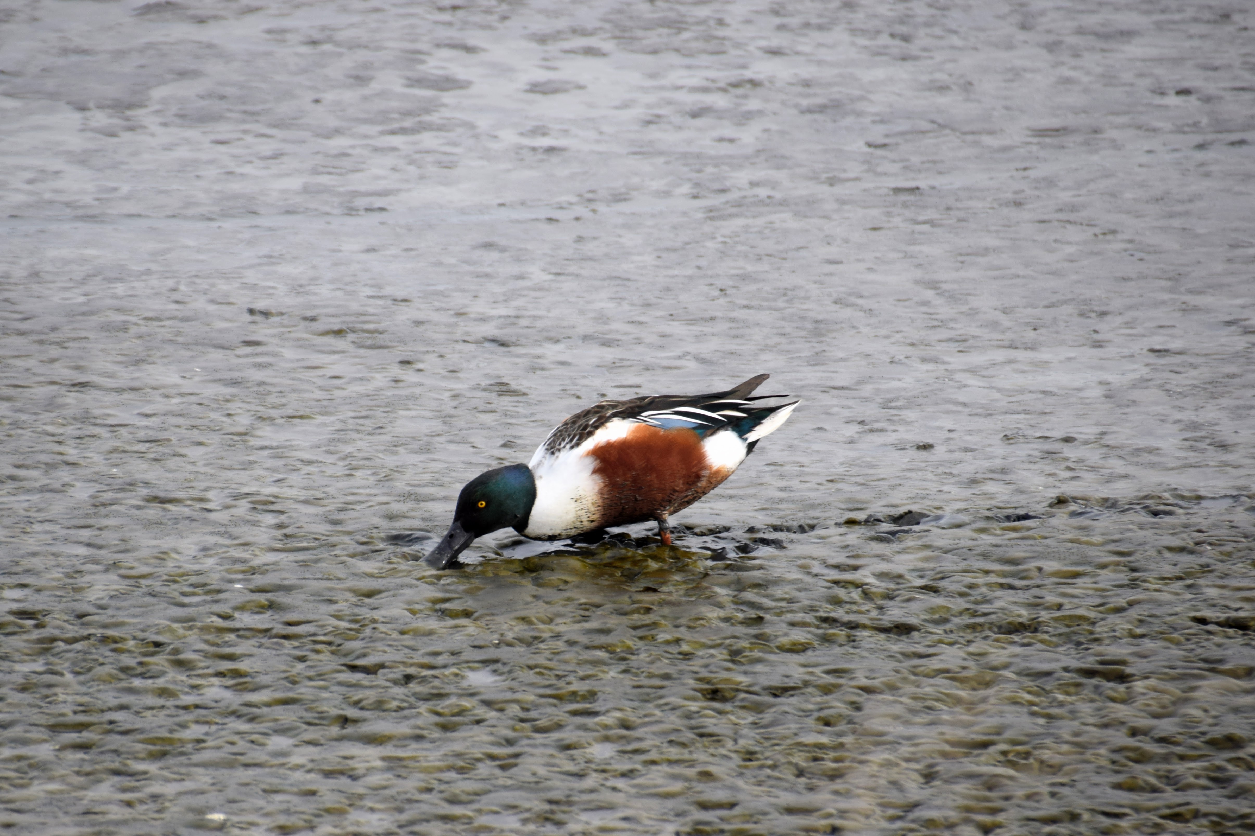 shoveler