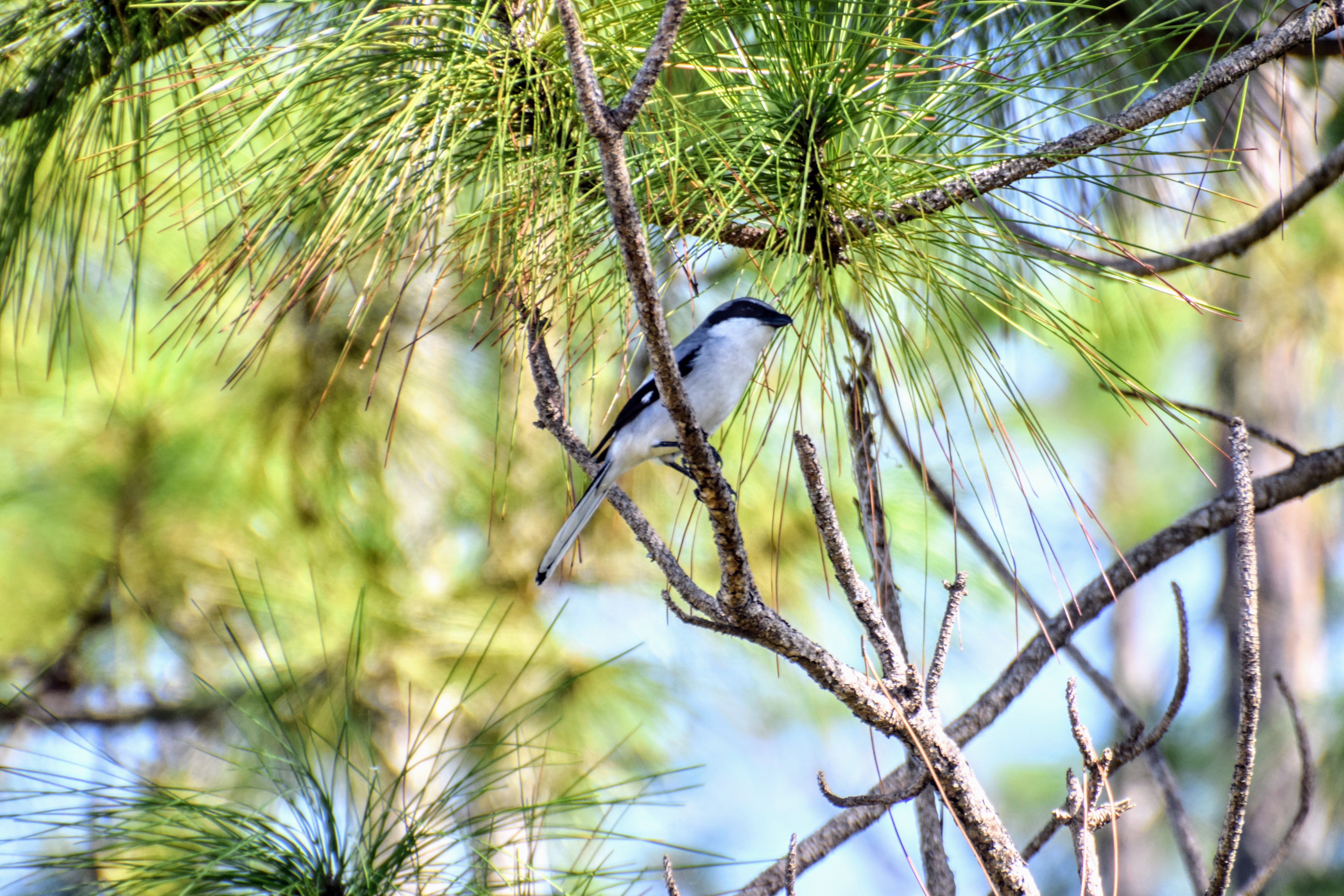 shrike2