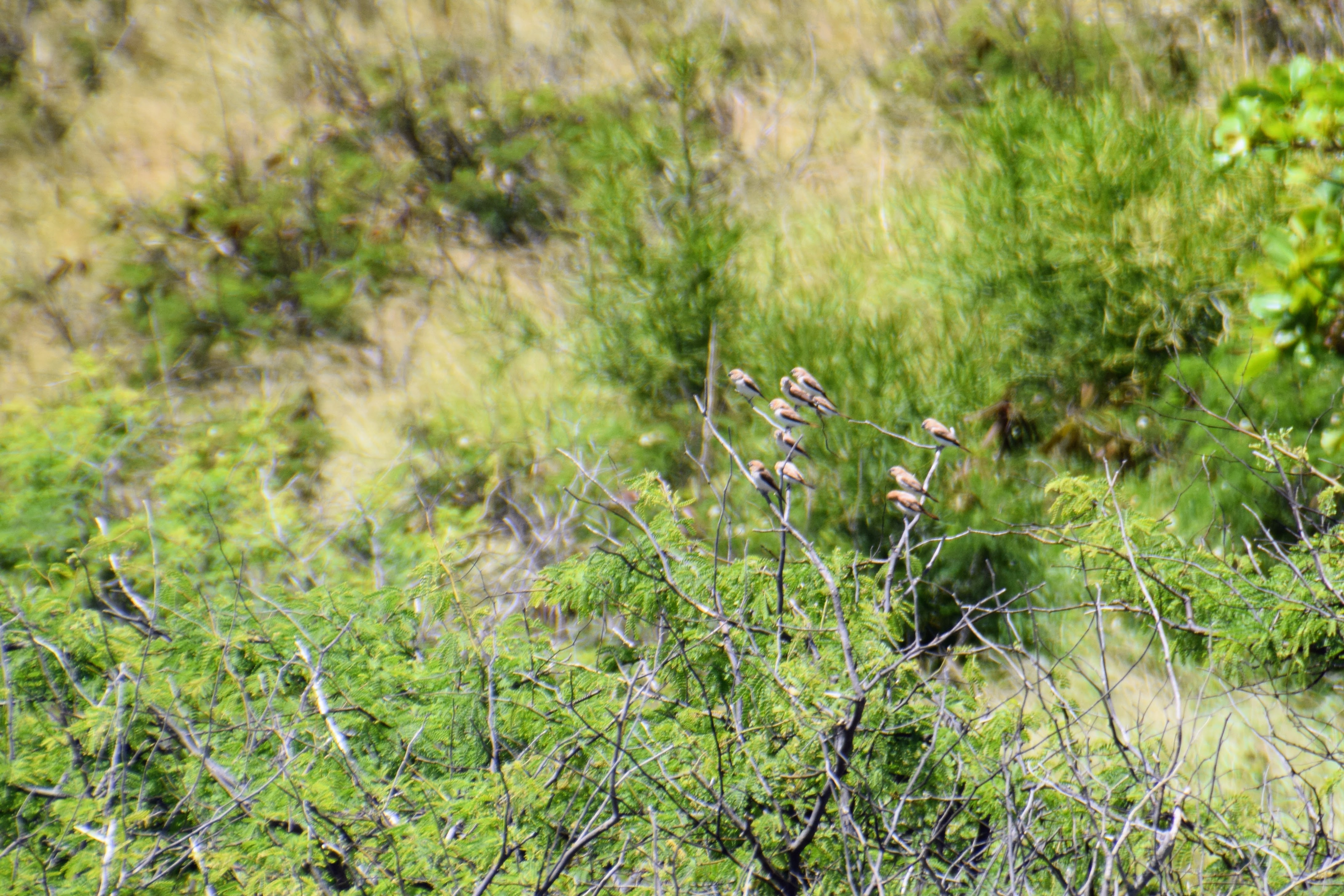 silverbill