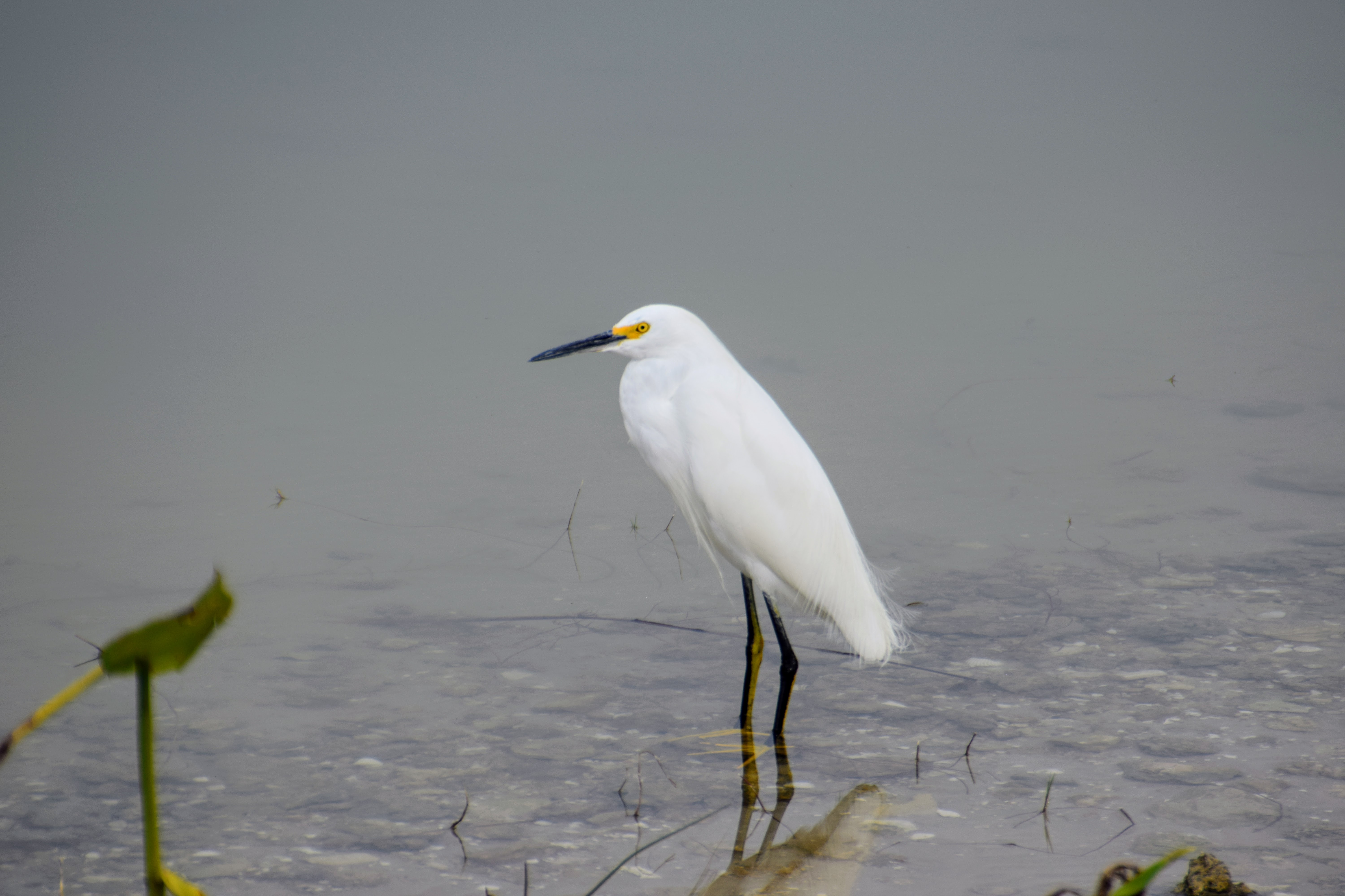 snowy-egret