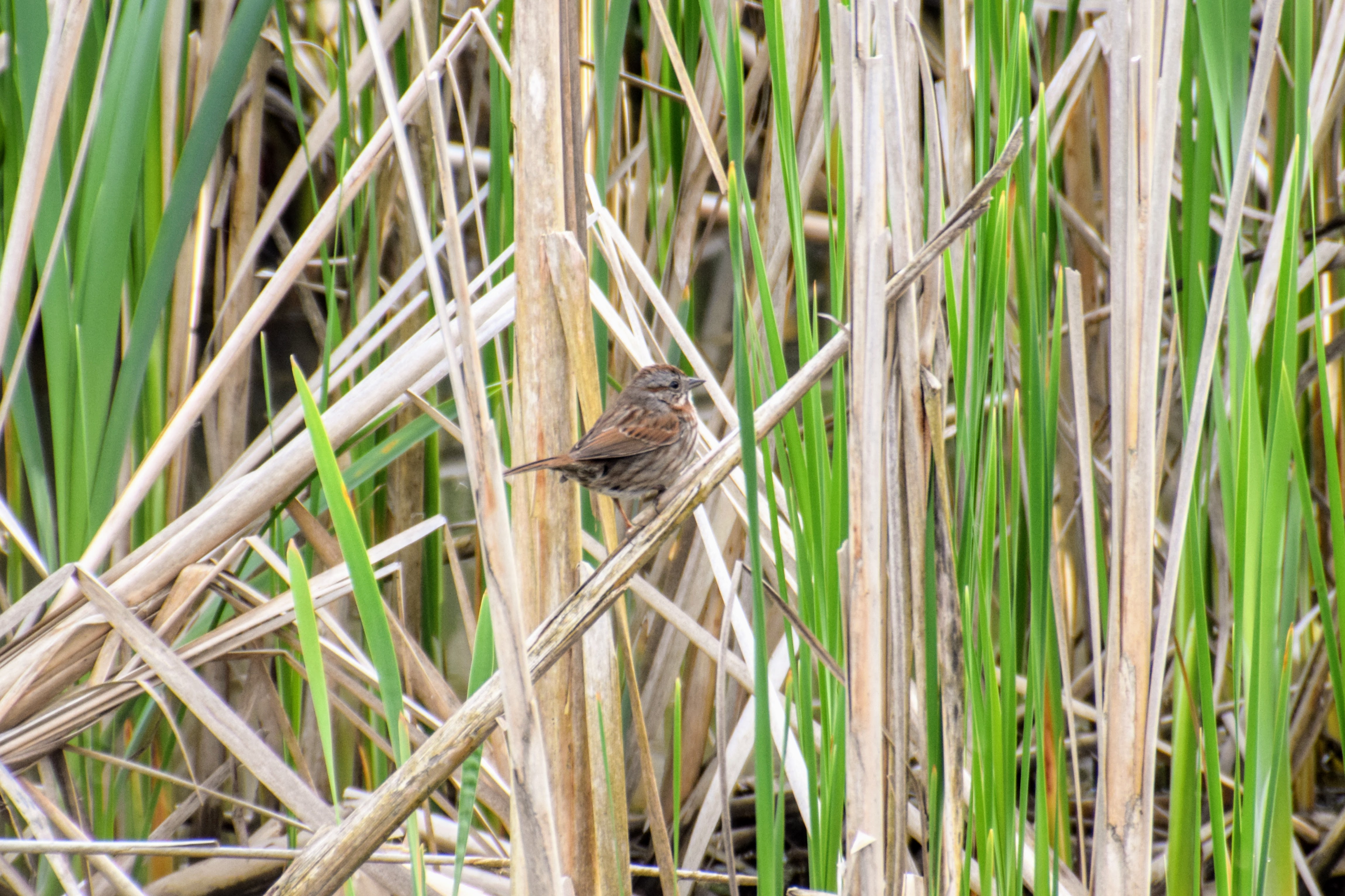 songsparrow
