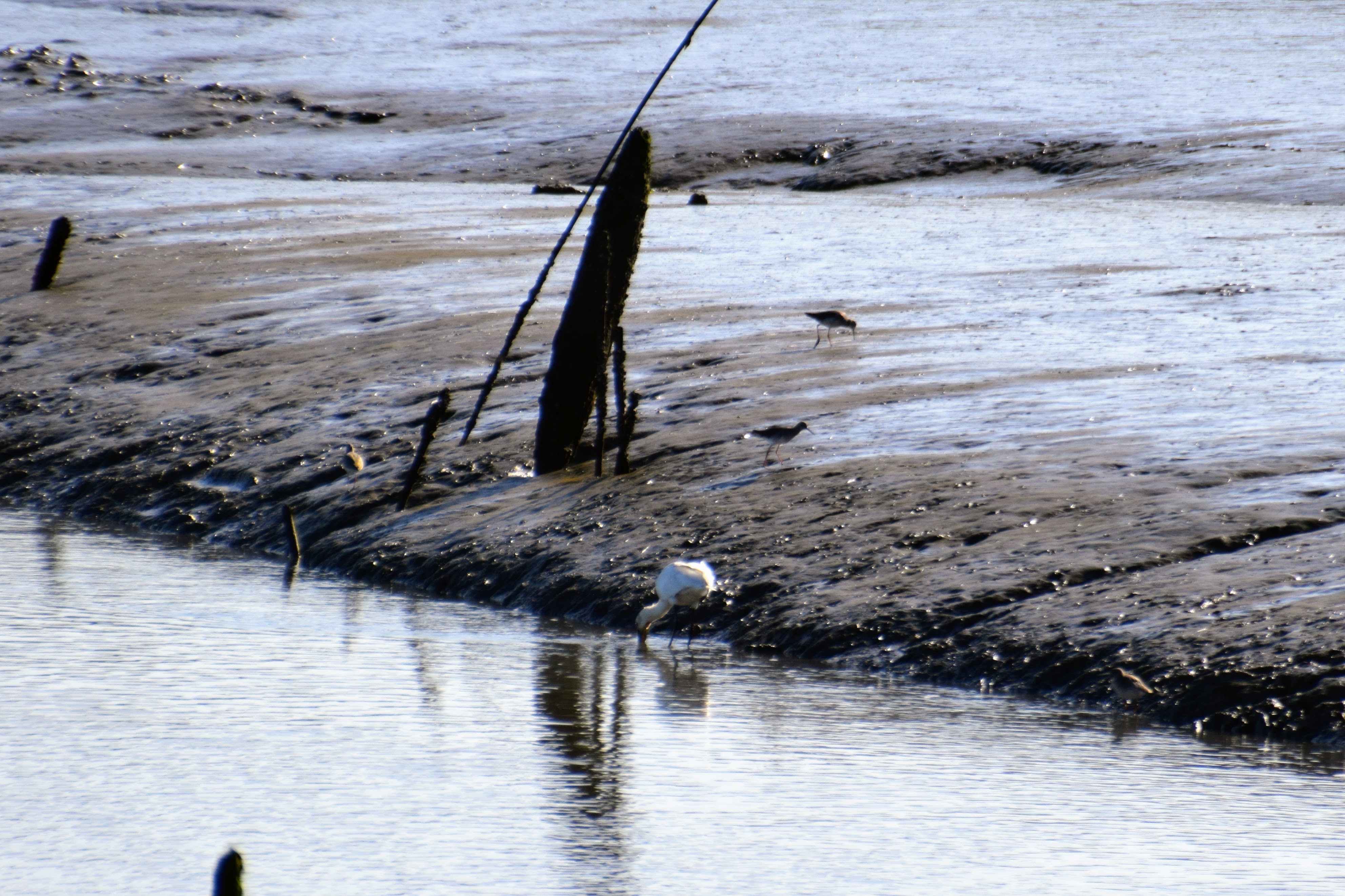 redshank