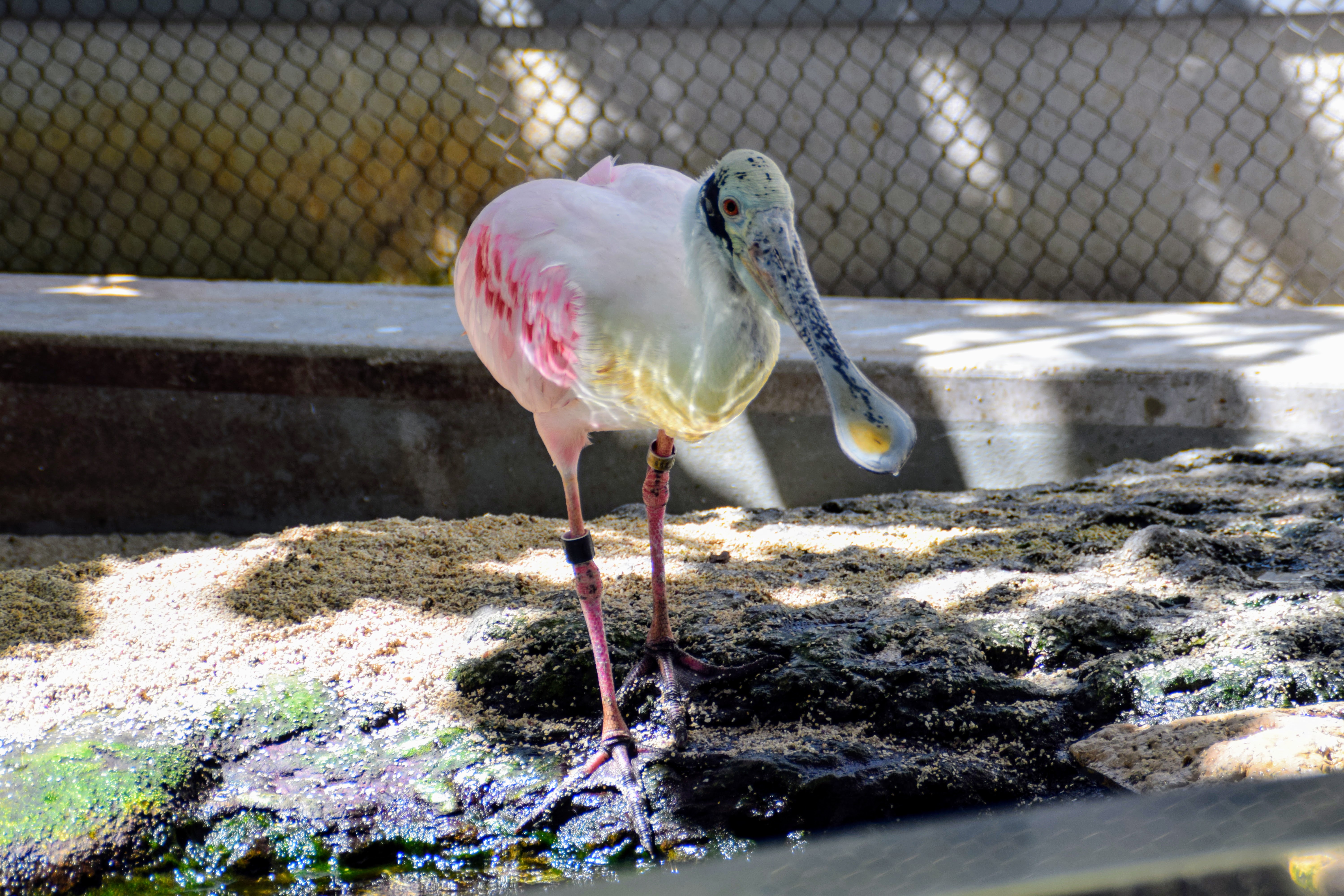 spoonbill