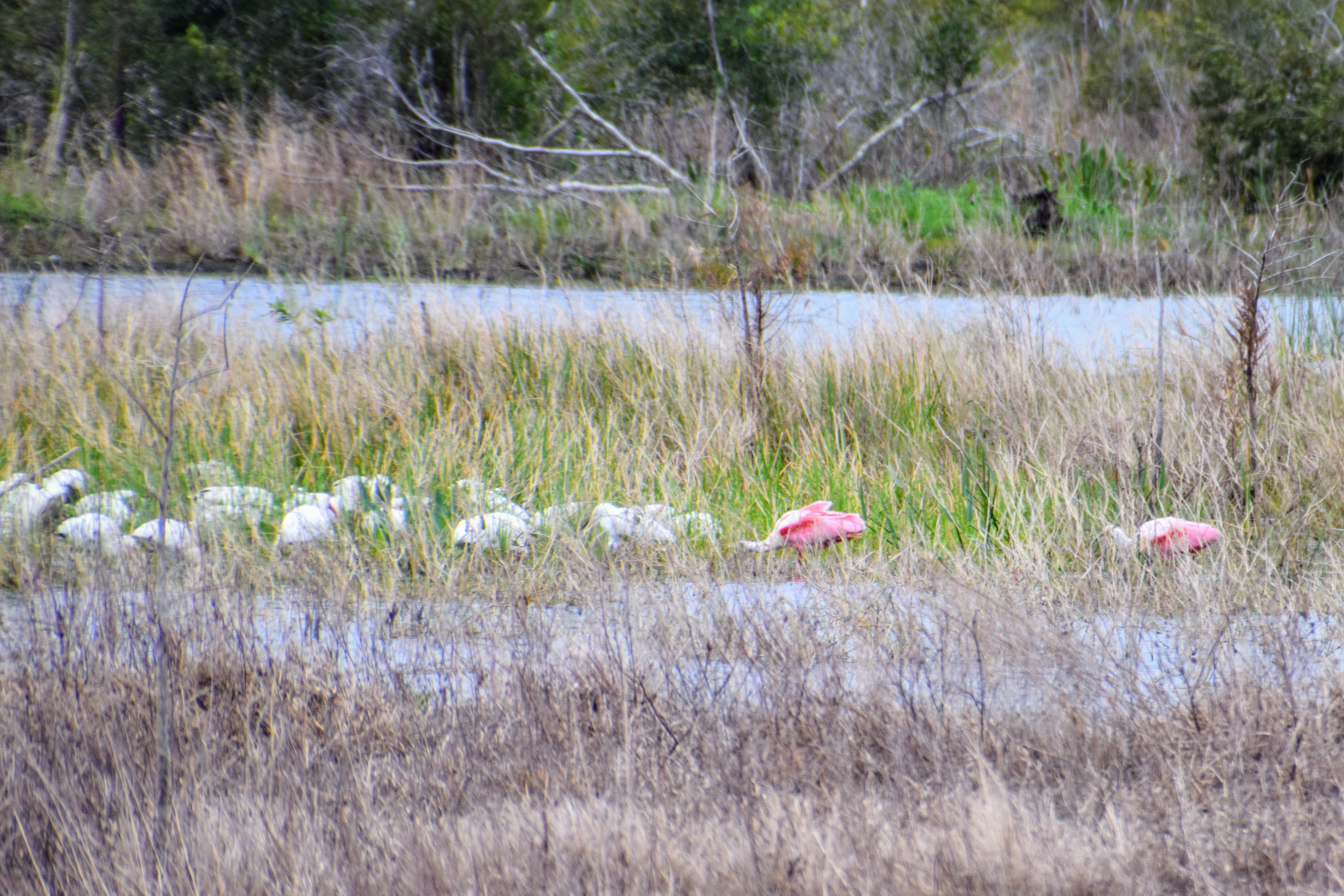 spoonbill