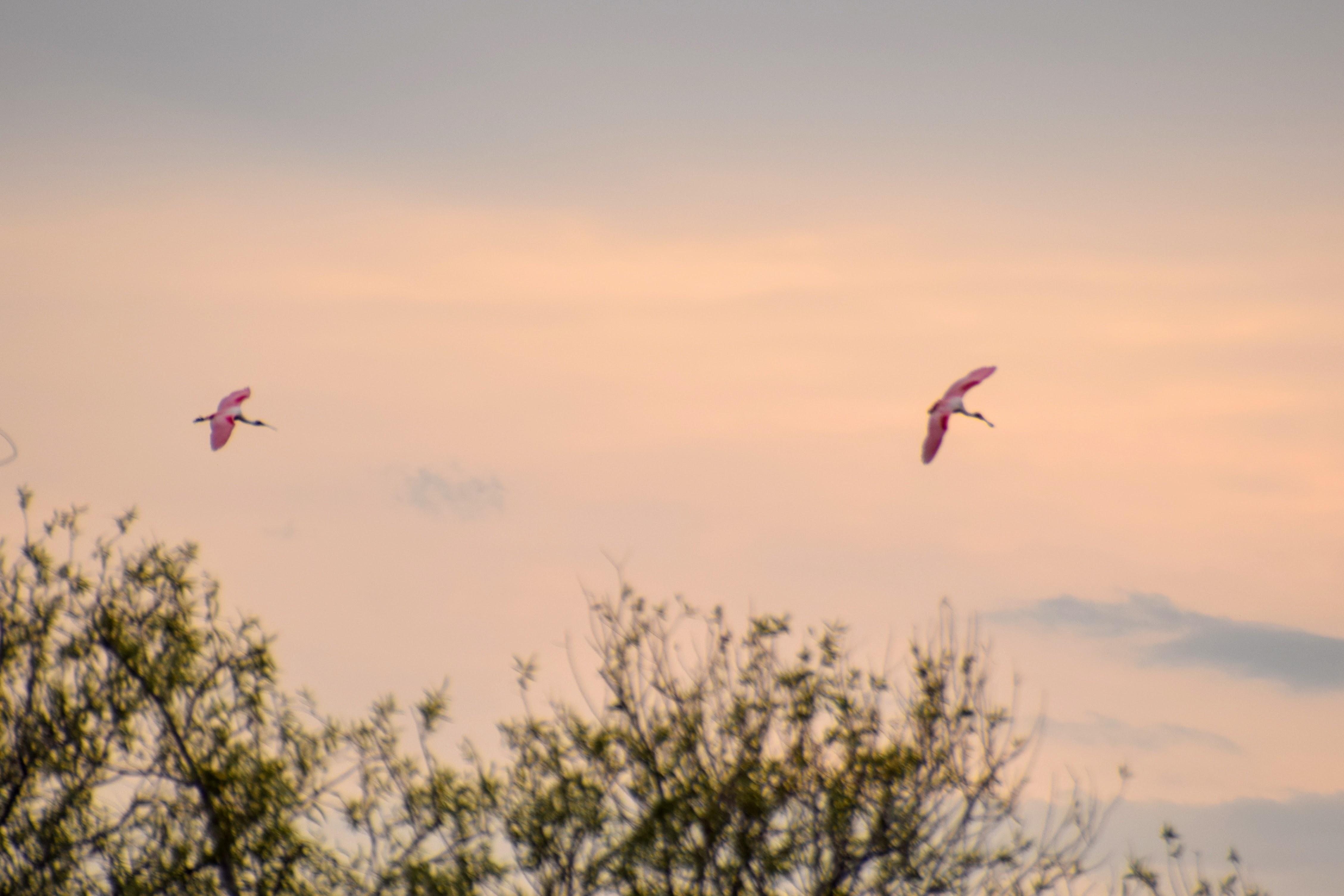 spoonbill-2