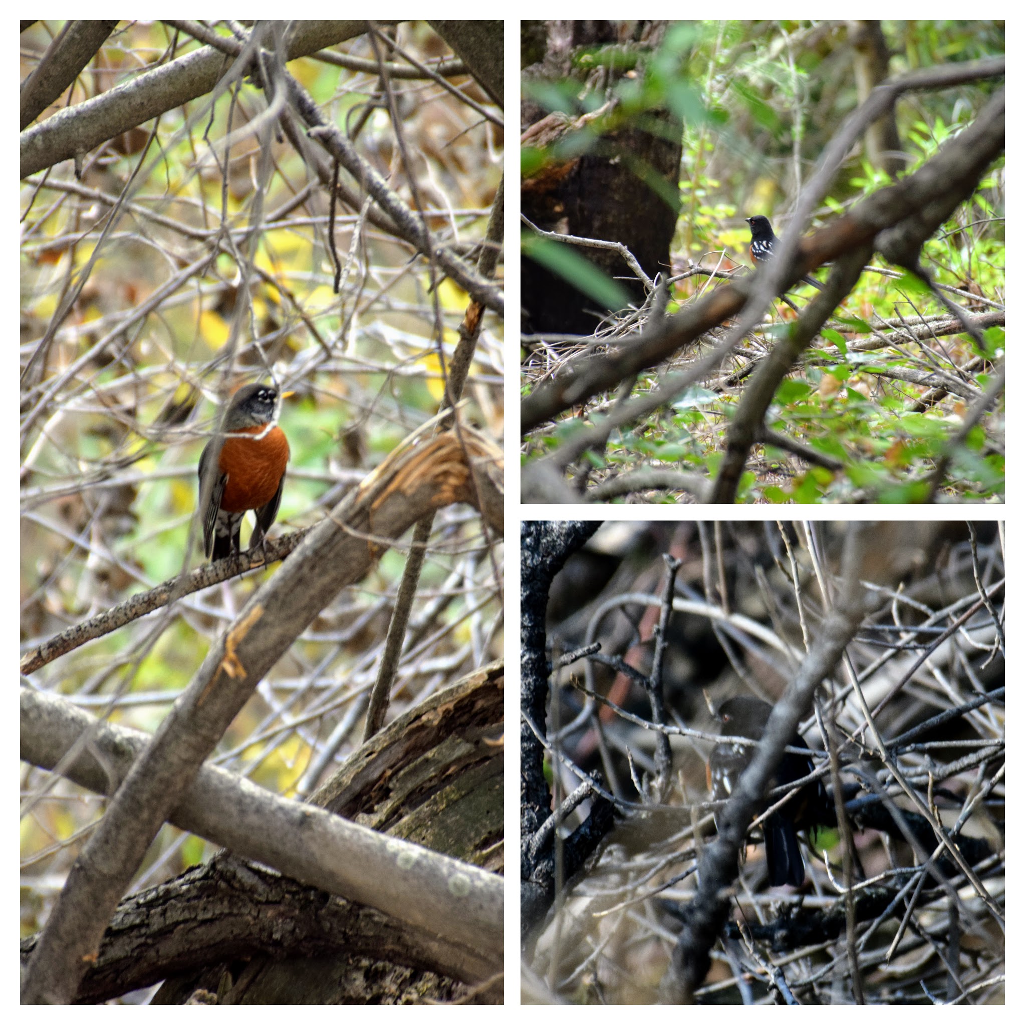 towhee-robin