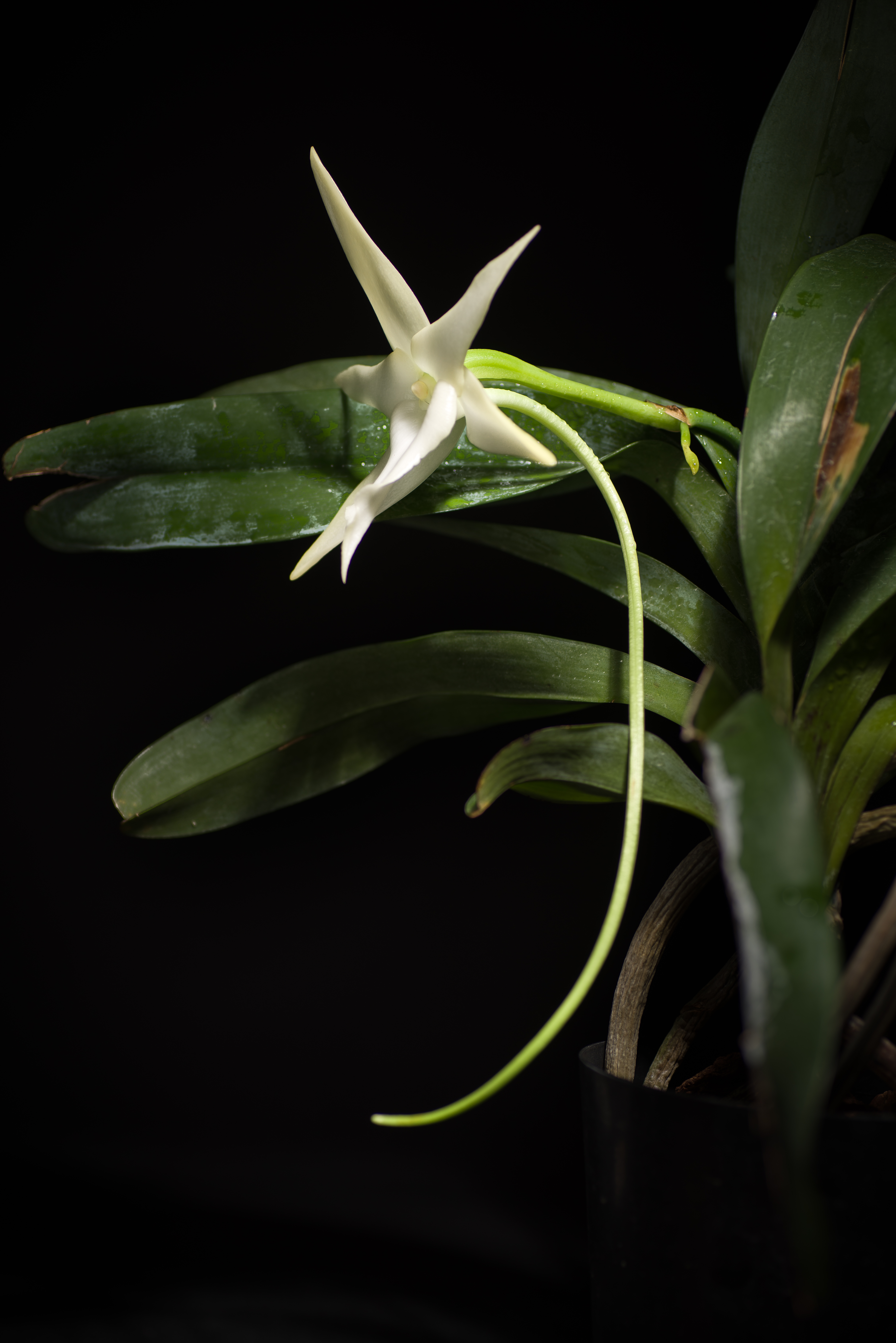 Star of Bethlehem orchid