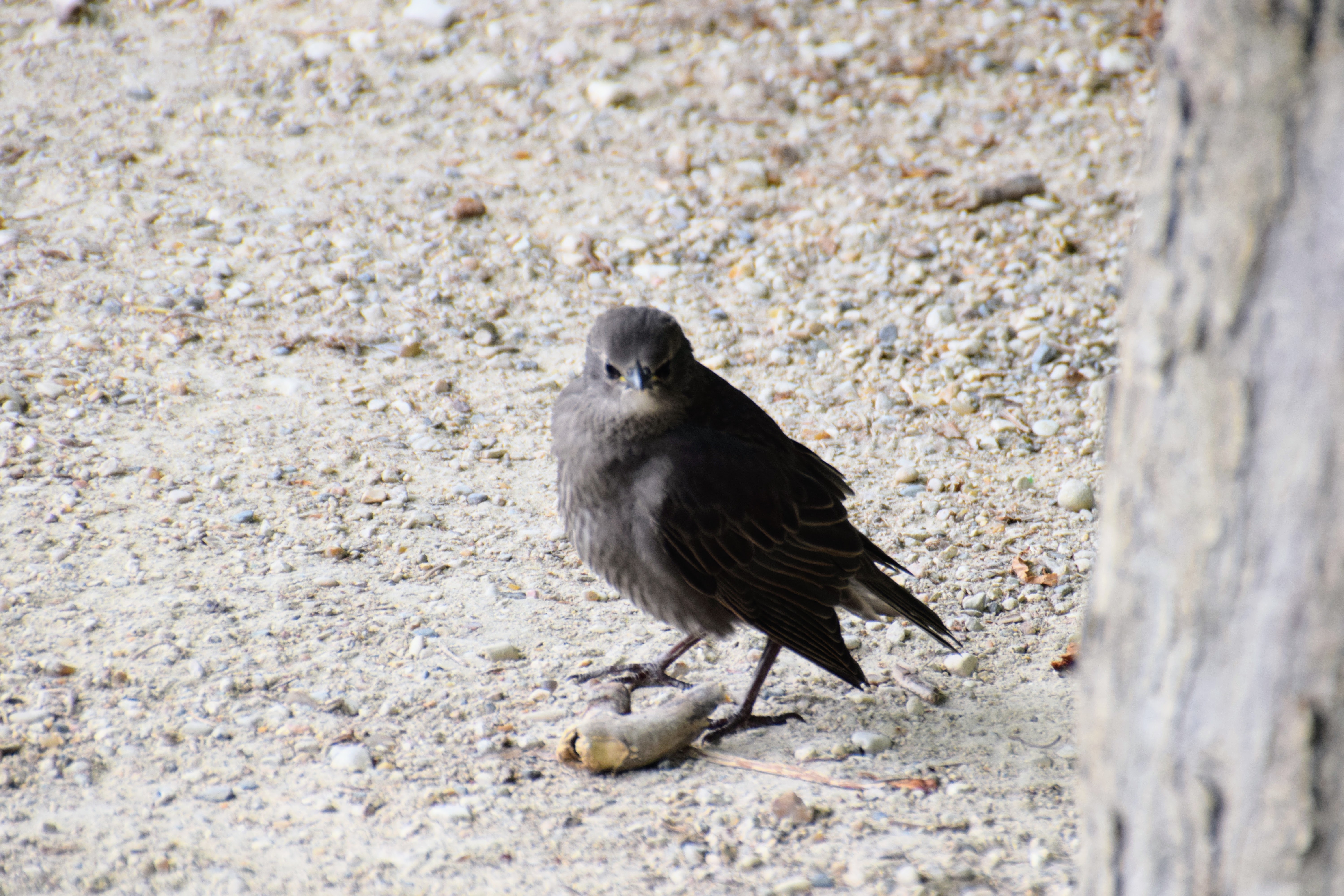 starling
