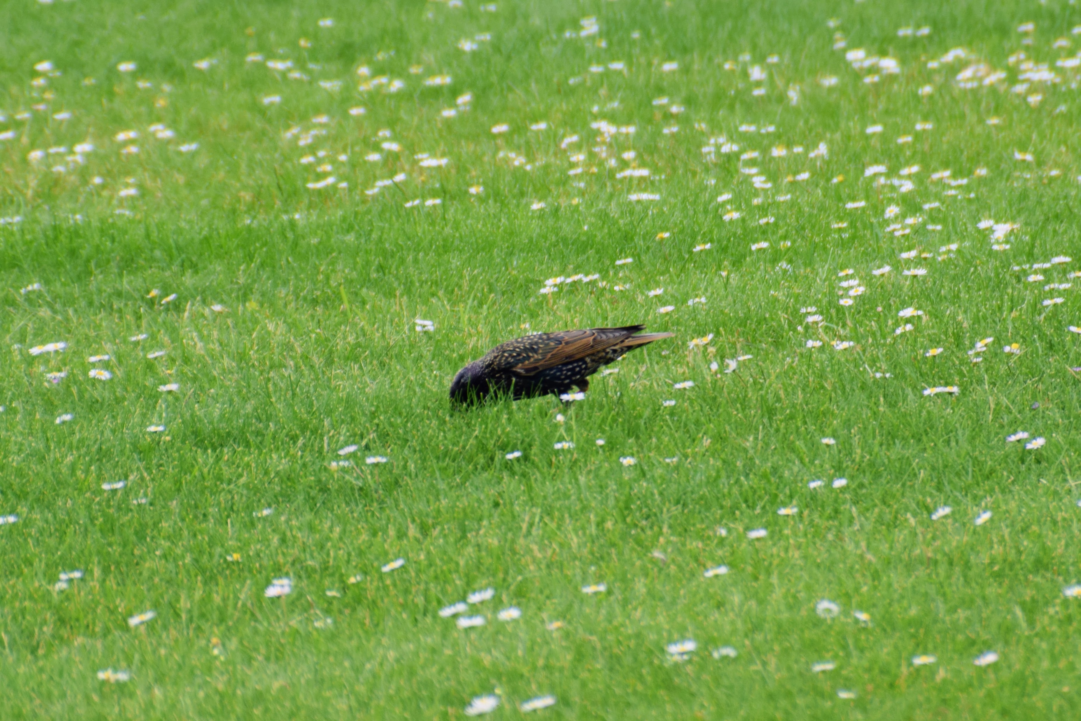 starling2