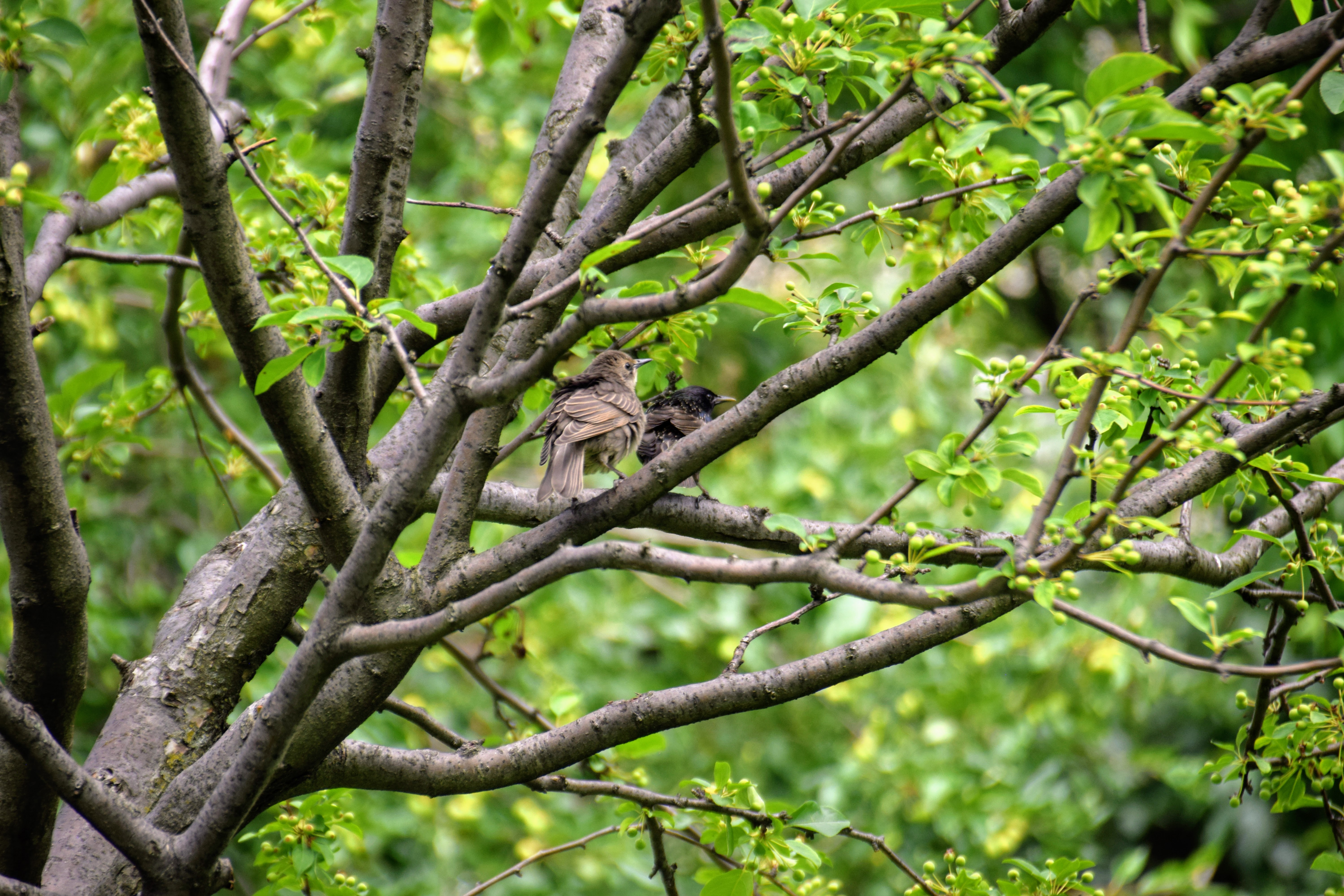 starling2