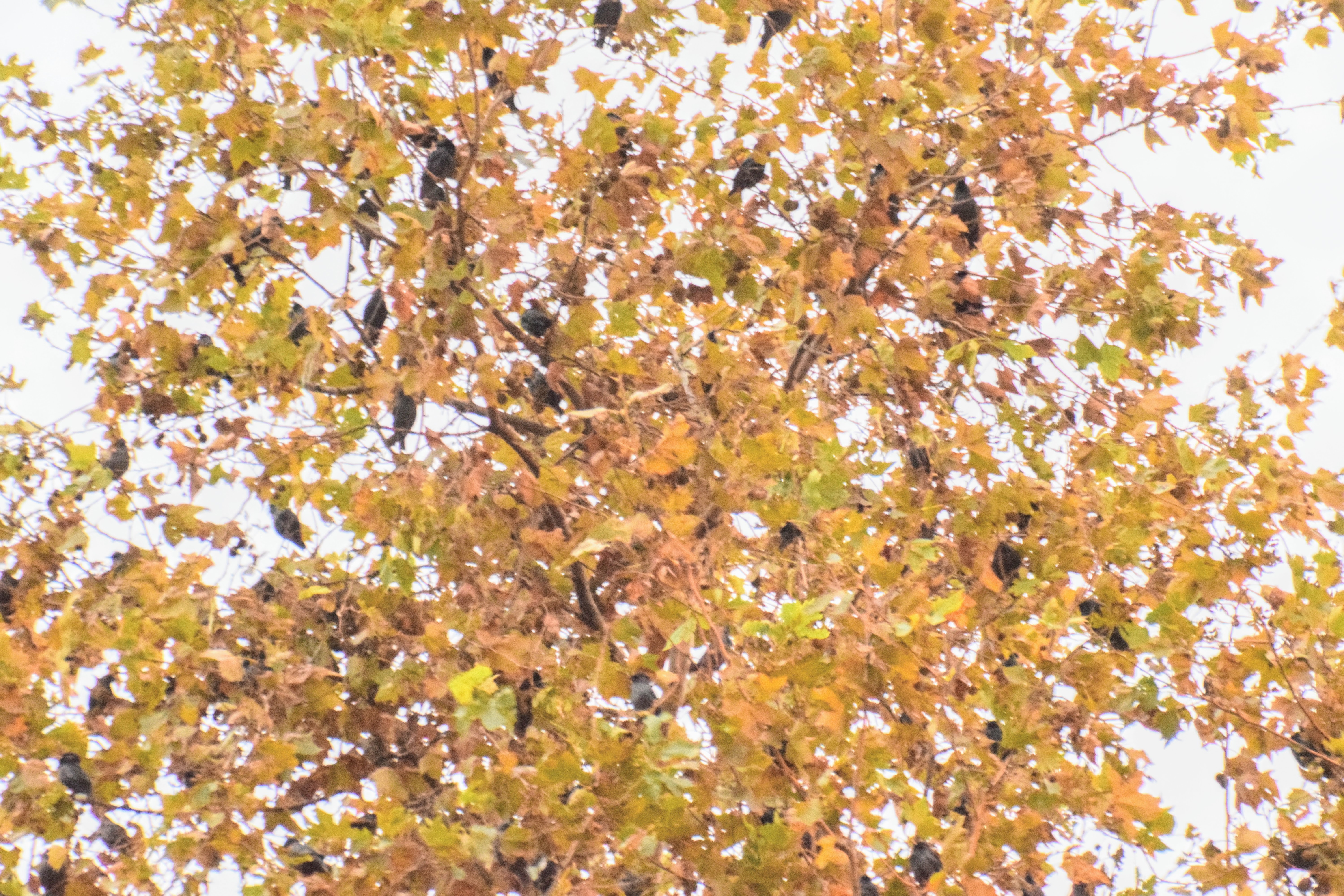 starlings