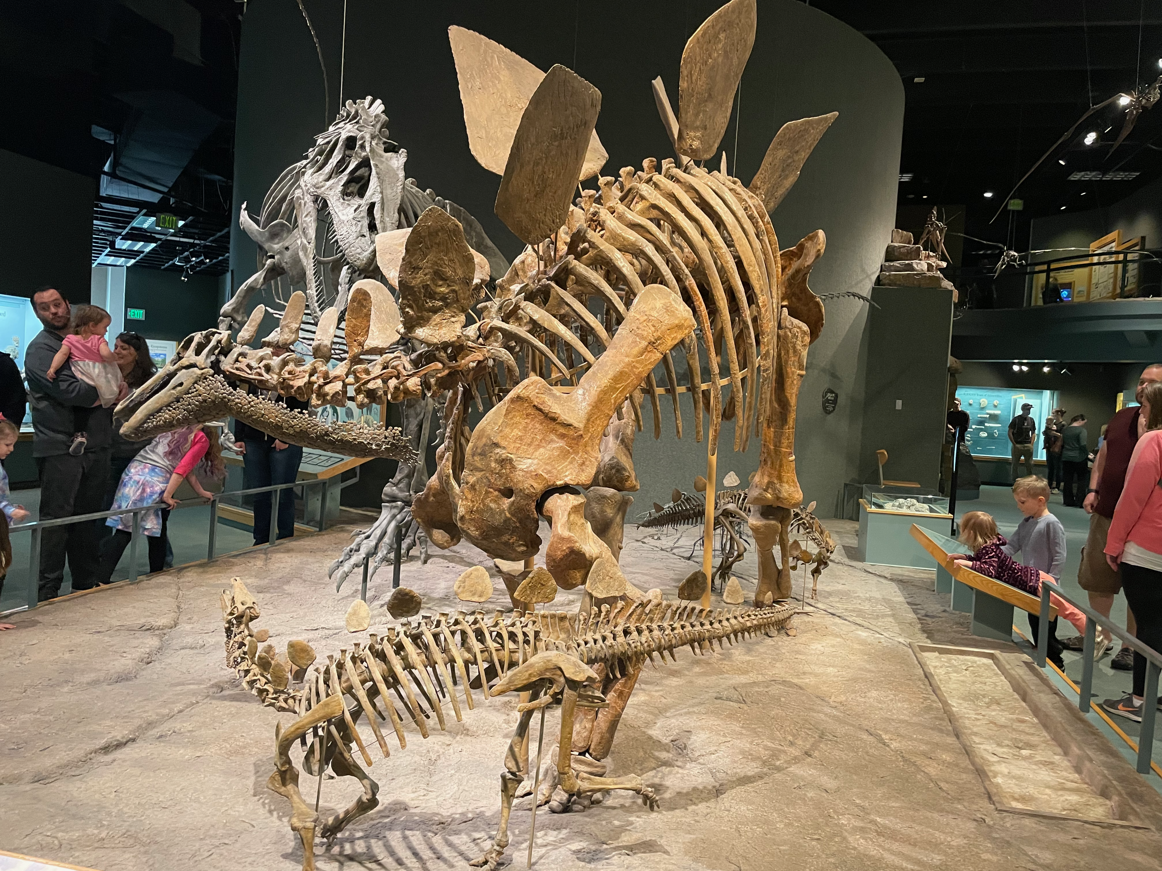 stegosaurus-skeleton