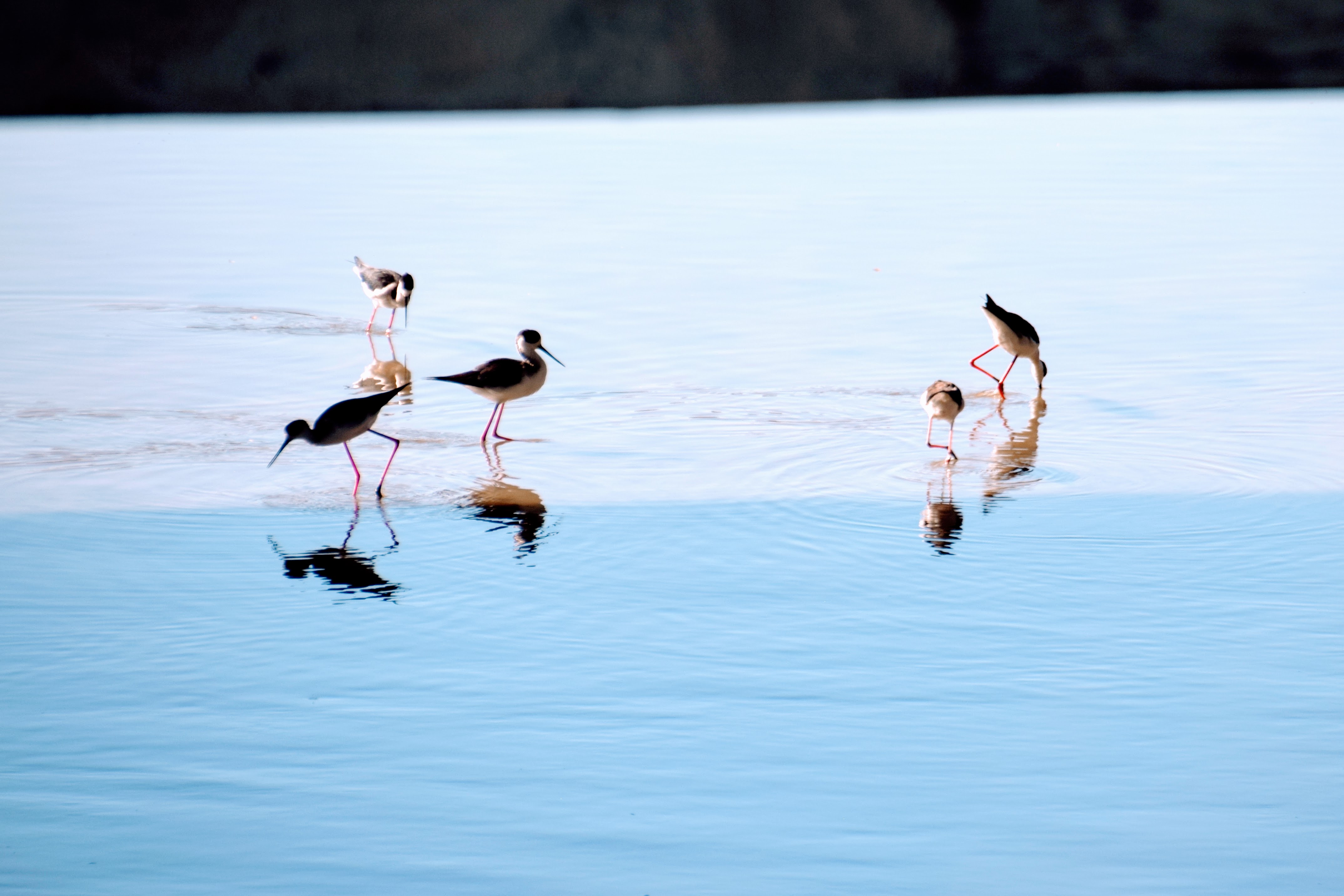 black-necked-stilts