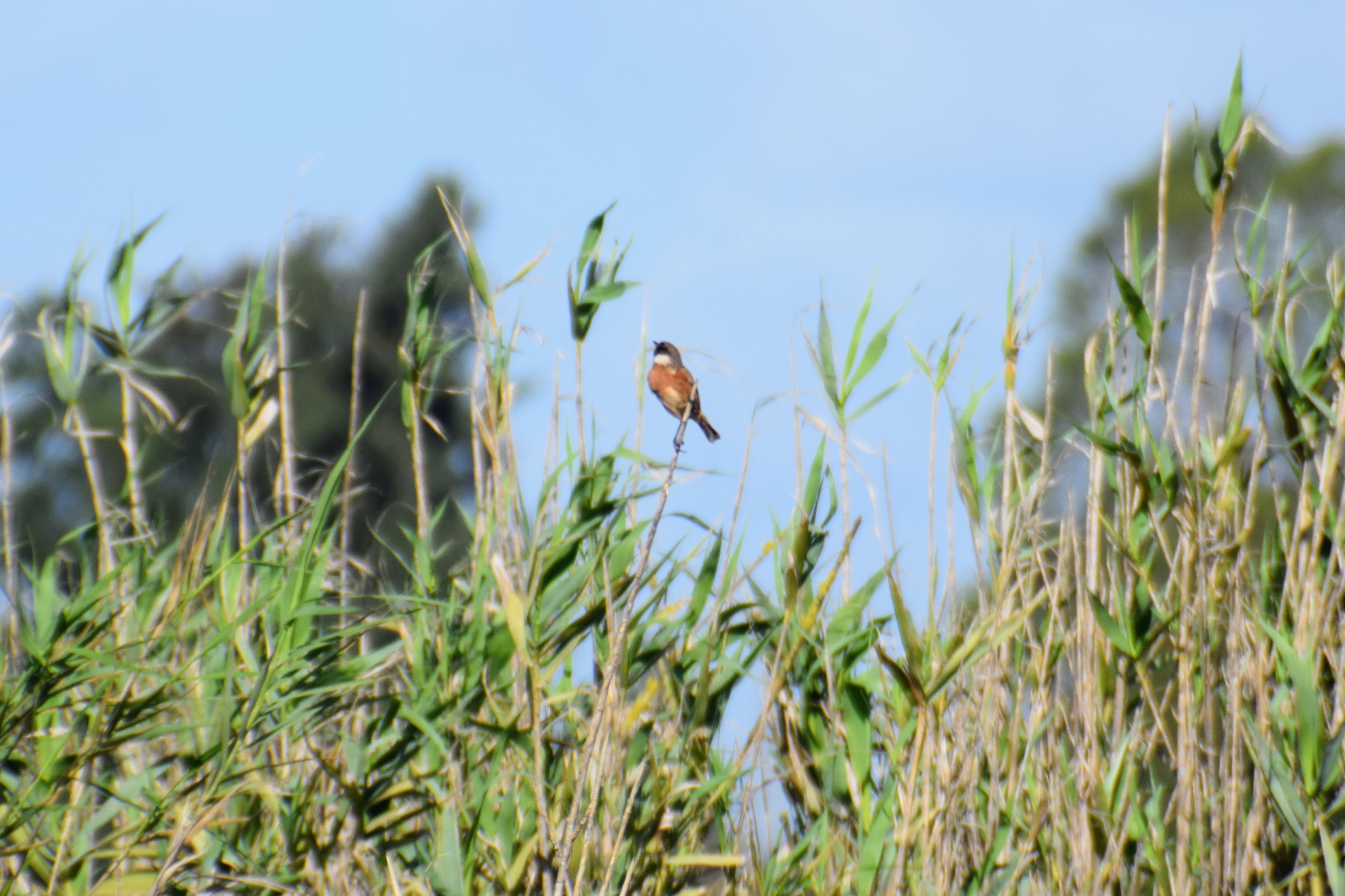 stonechat