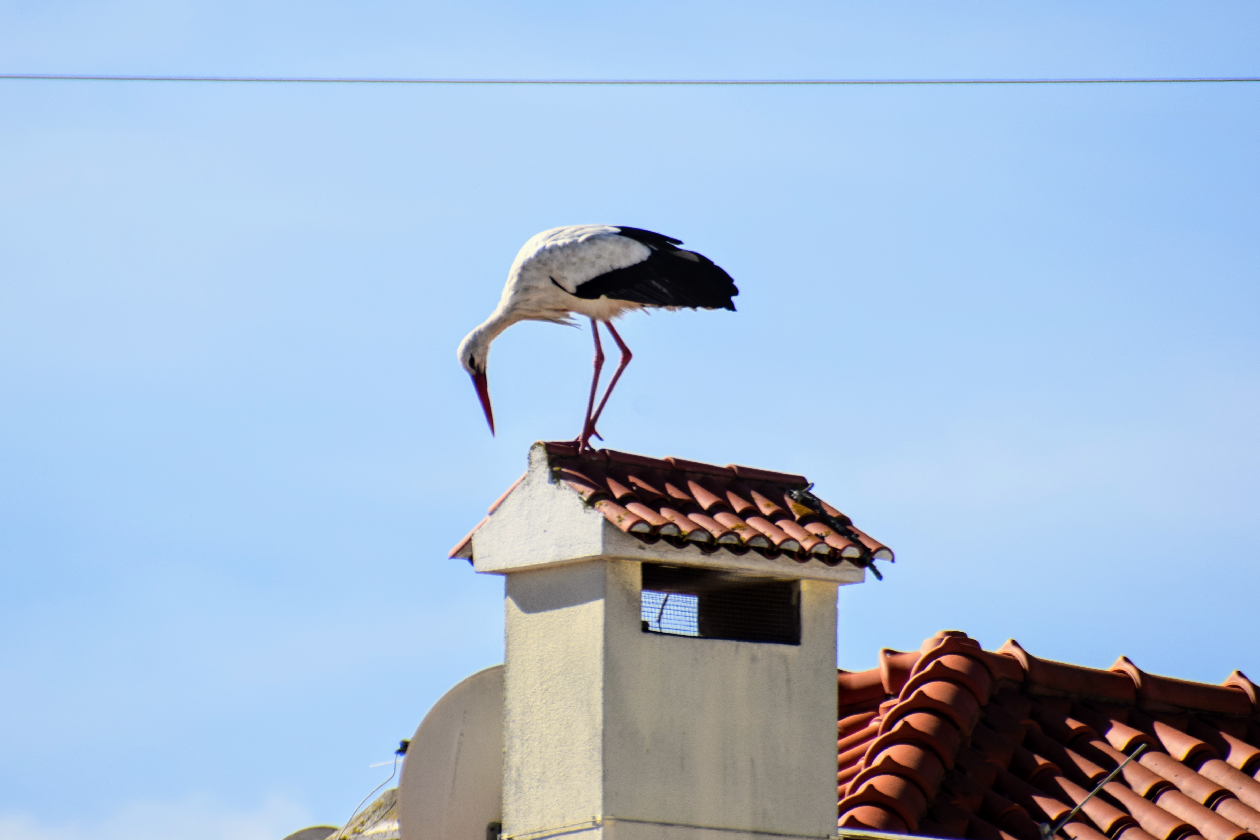 stork2