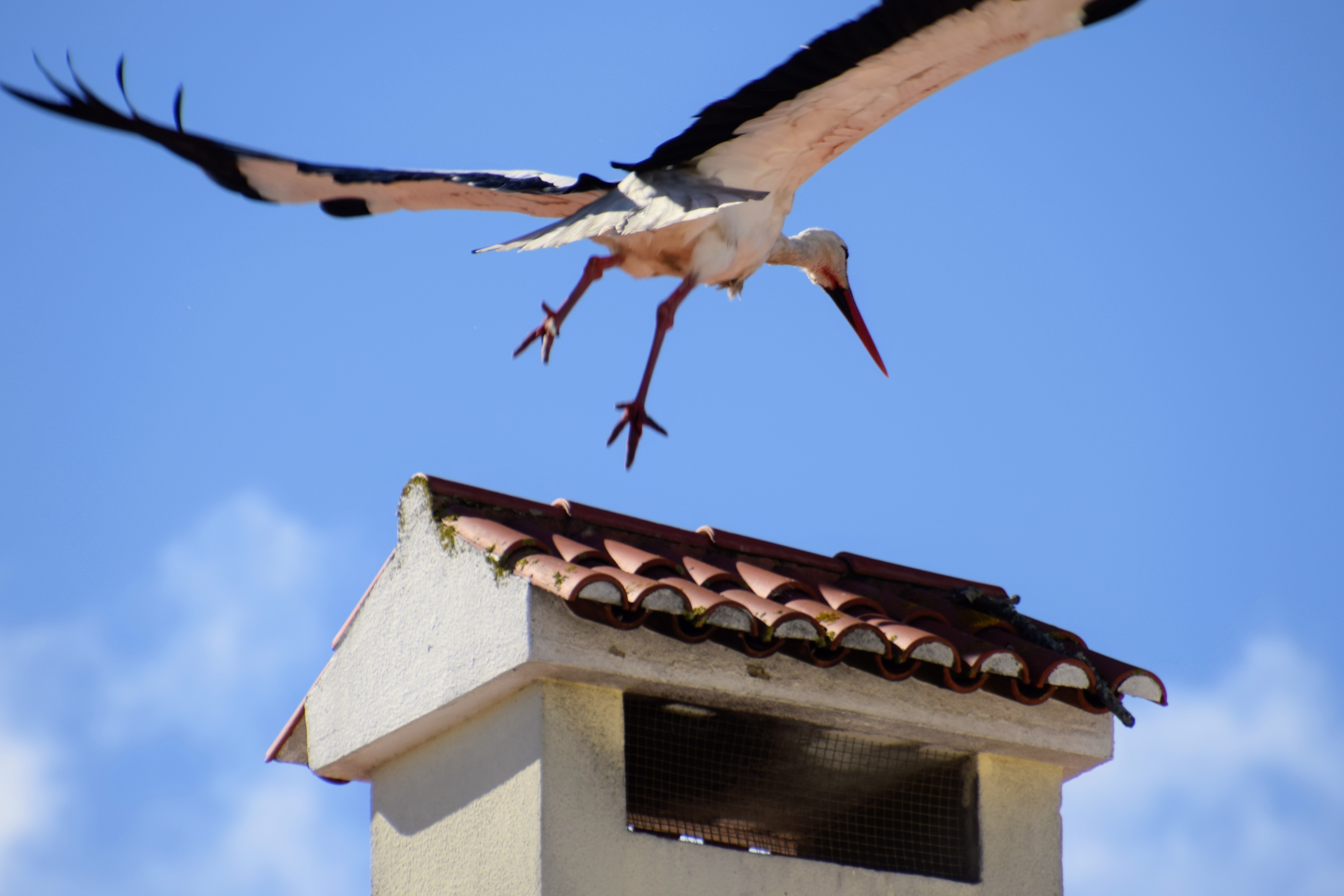 Dinosaur Photography #12: Portugal Birds