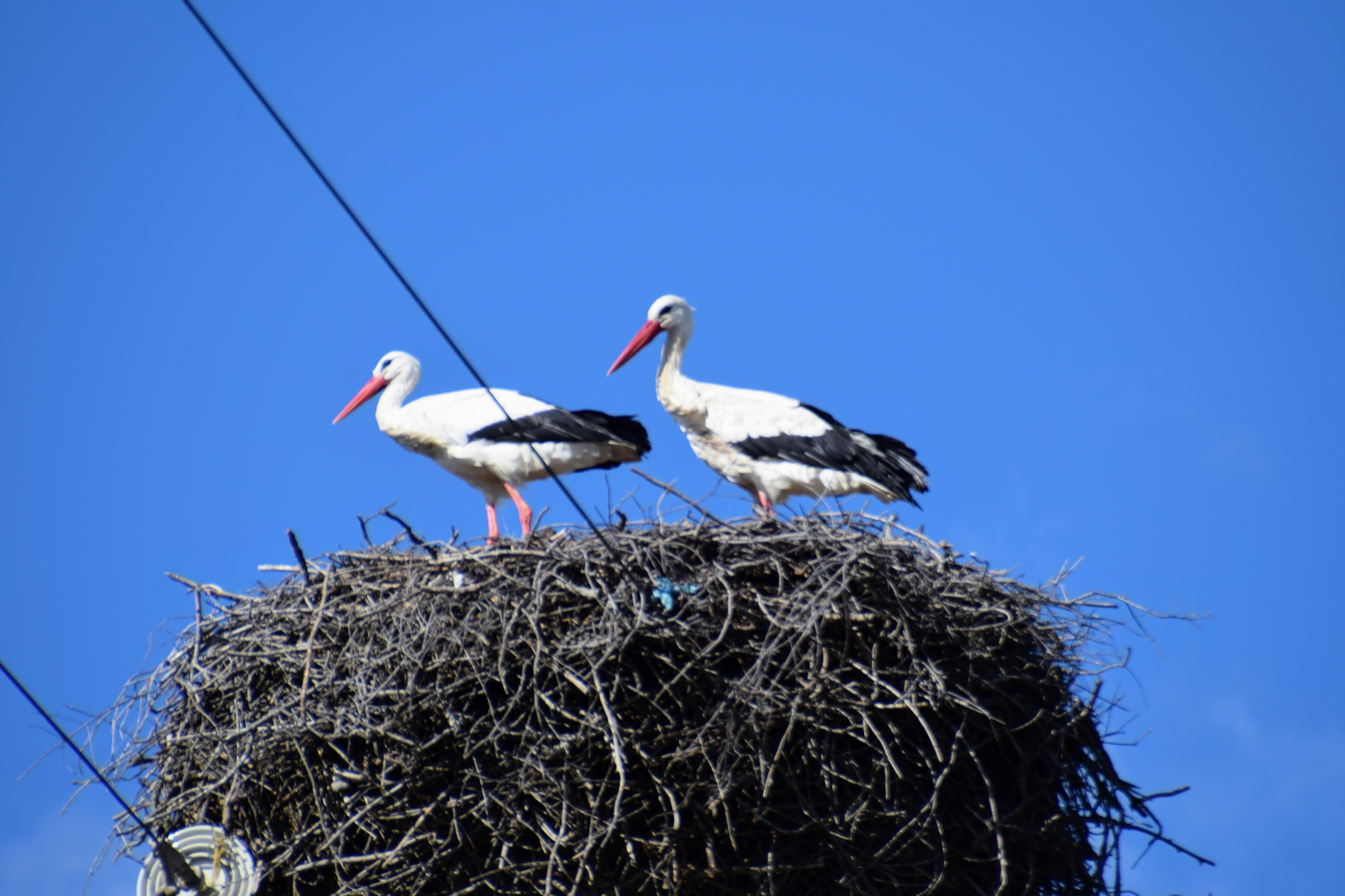 stork