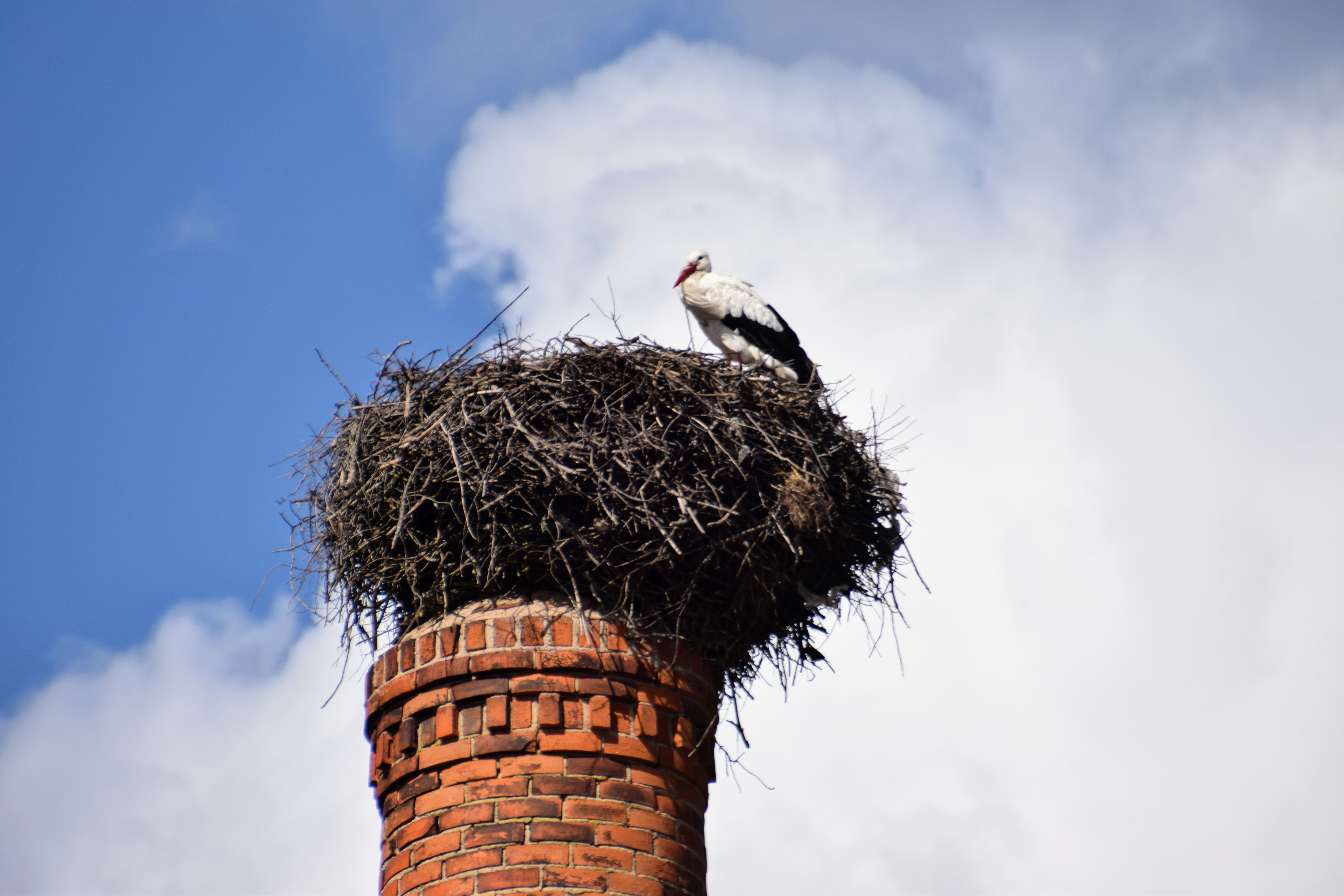 stork3